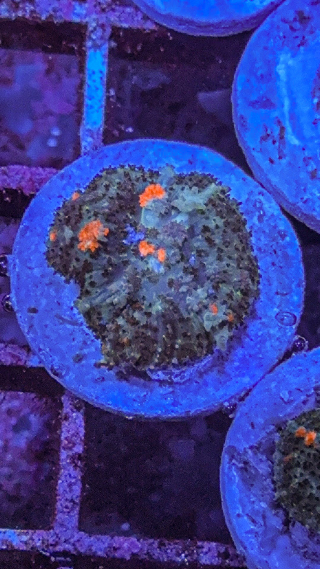 Wild Bounce Mushroom (WYSIWYG)