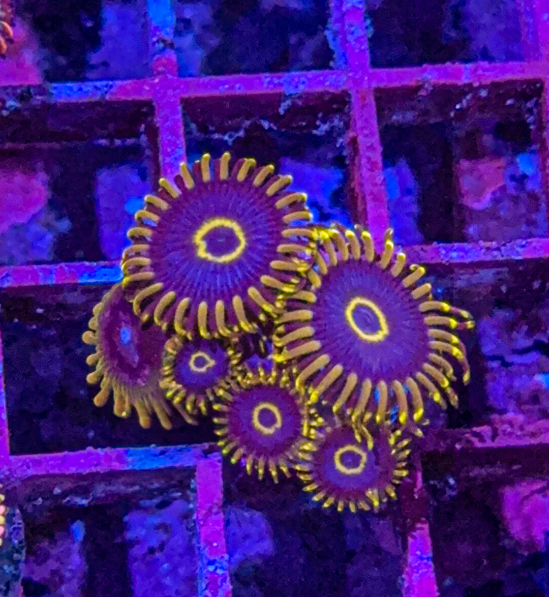 Purple Hornet/Acid Reflux Zoas (WYSIWYG)