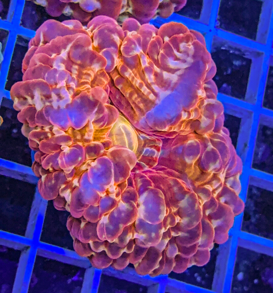 Ultra Cynarina (WYSIWYG)