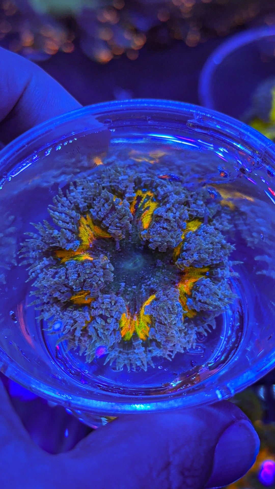 Orange Rainbow Ring Rock Flower Anemone (WYSIWYG)