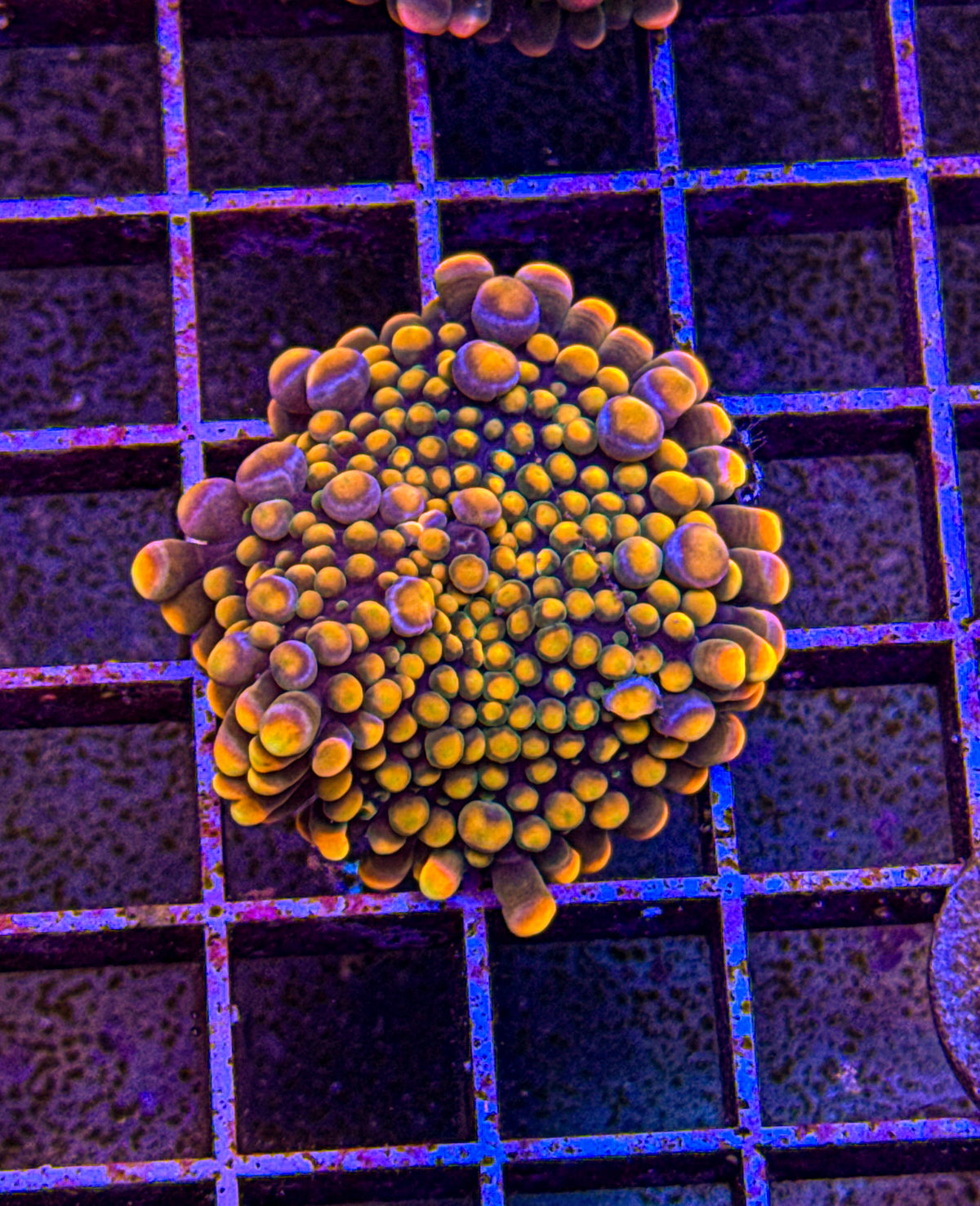 Rainbow Bounce Yuma (WYSIWYG)