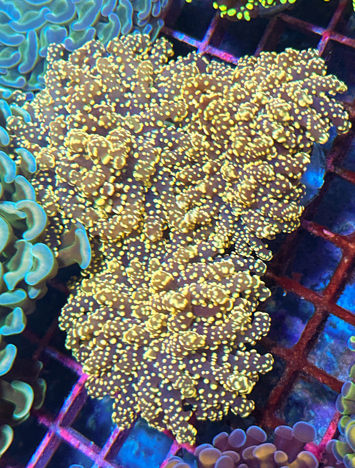 Gold/Yellow Octospawn (WYSIWYG)