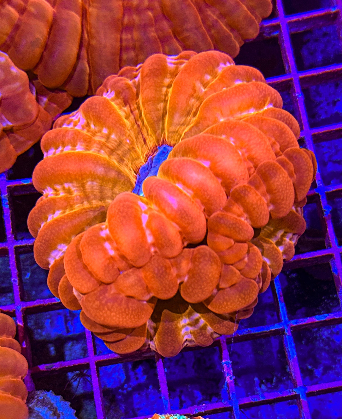 Rare! Triple Head Ultra Cynarina (WYSIWYG)