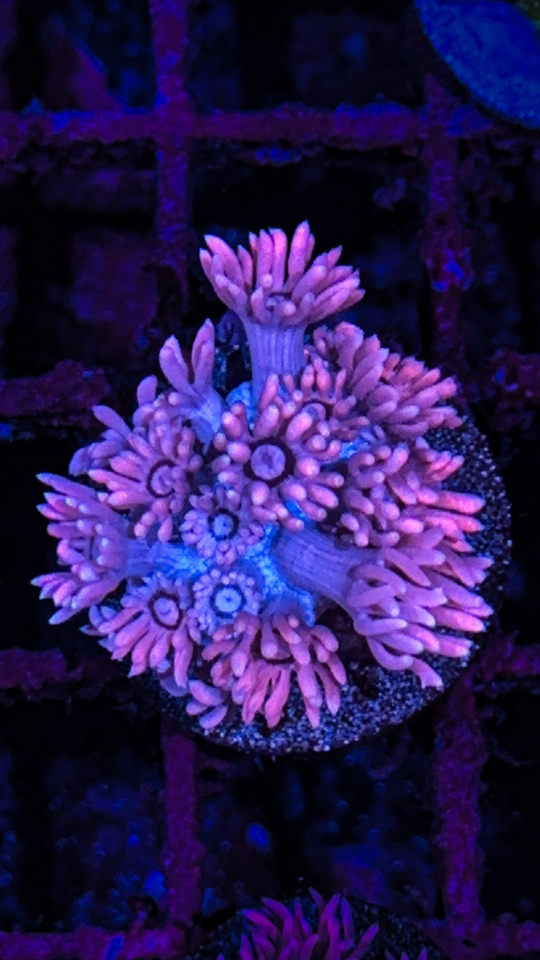 Aussie Cotton Candy Goni (WYSIWYG)