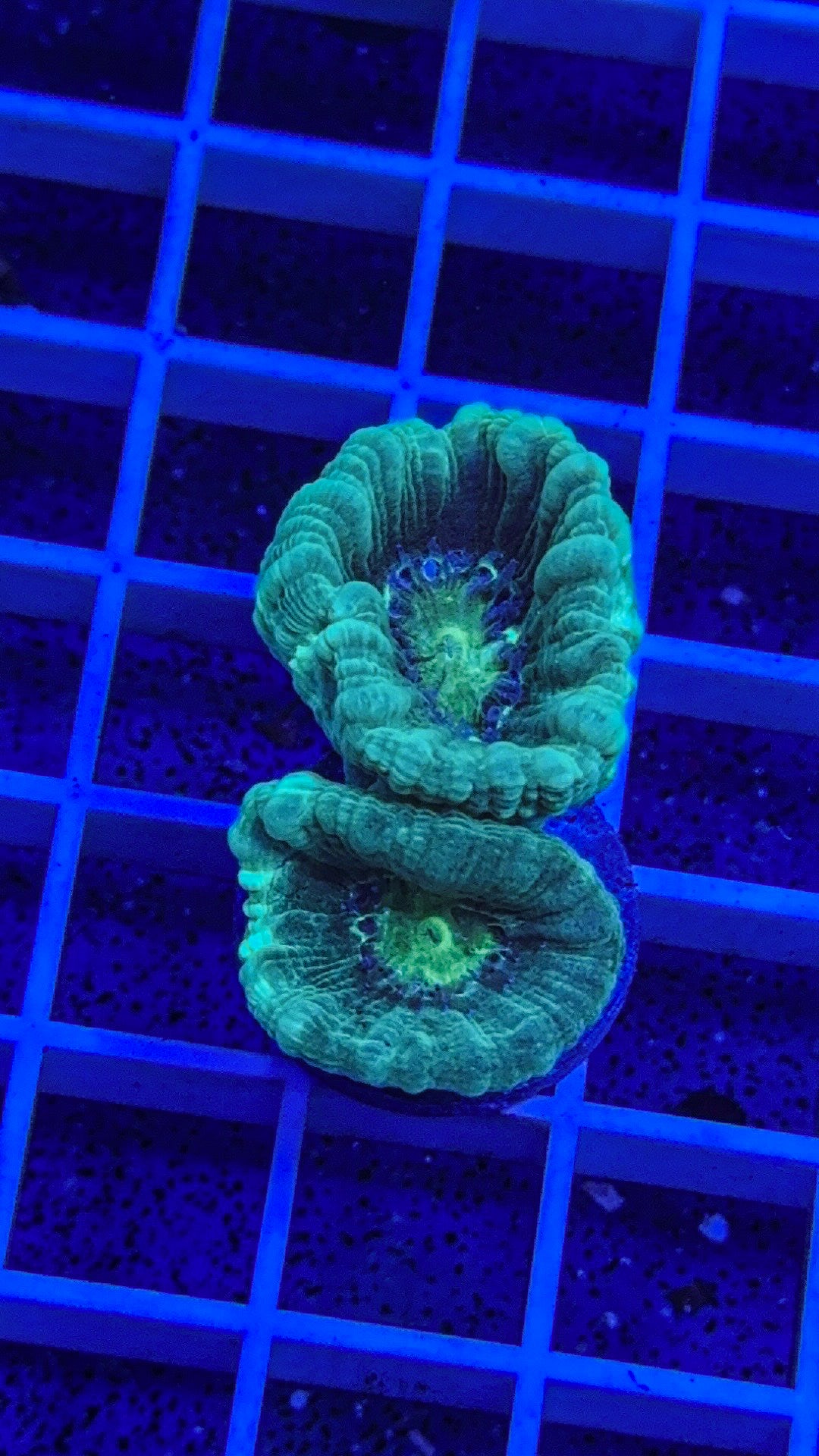 Blue Candy Cane (WYSIWYG)