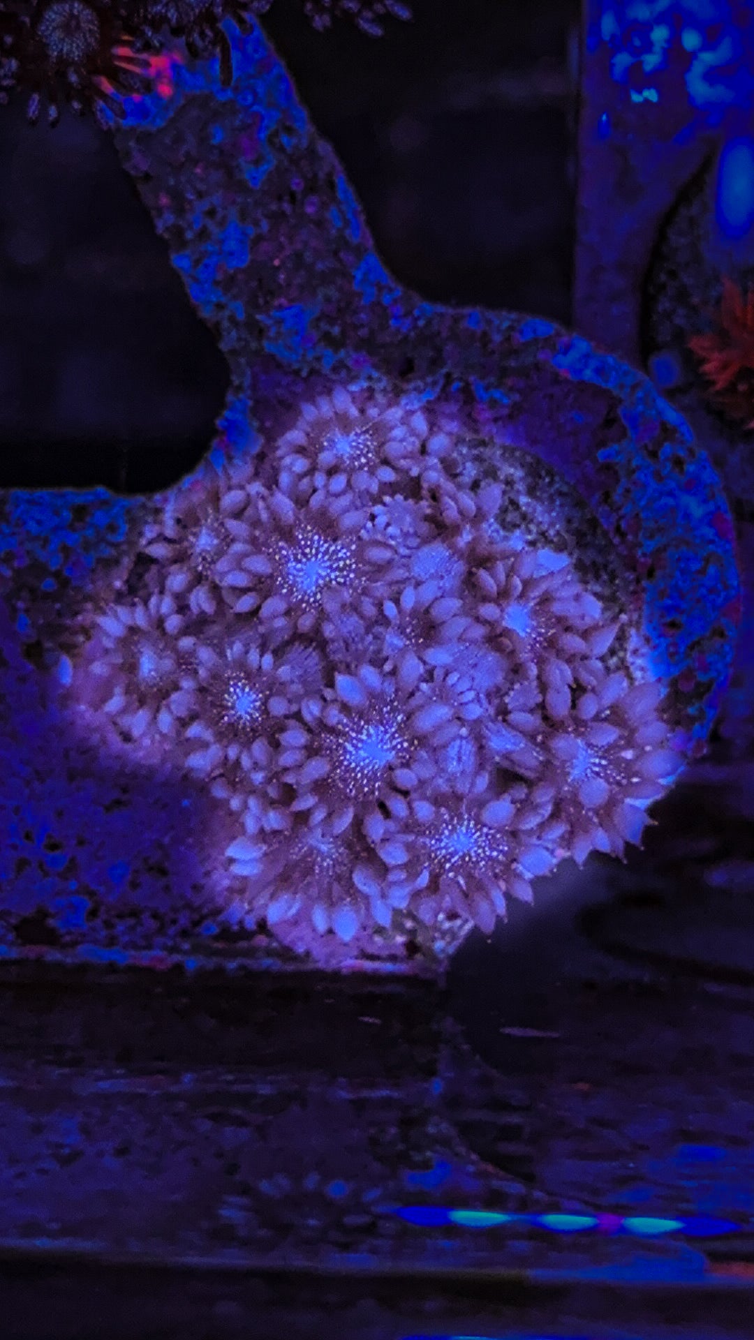 WCC Frost Glitter Goni (WYSIWYG)