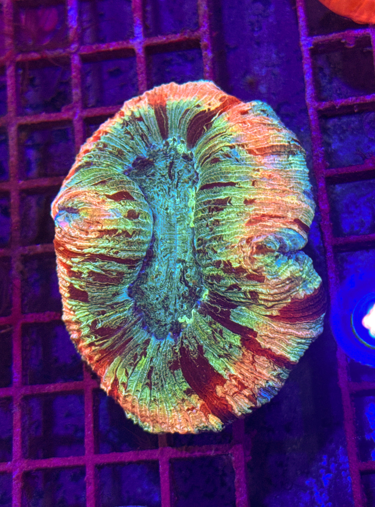Cotton Candy Trachy (WYSIWYG)