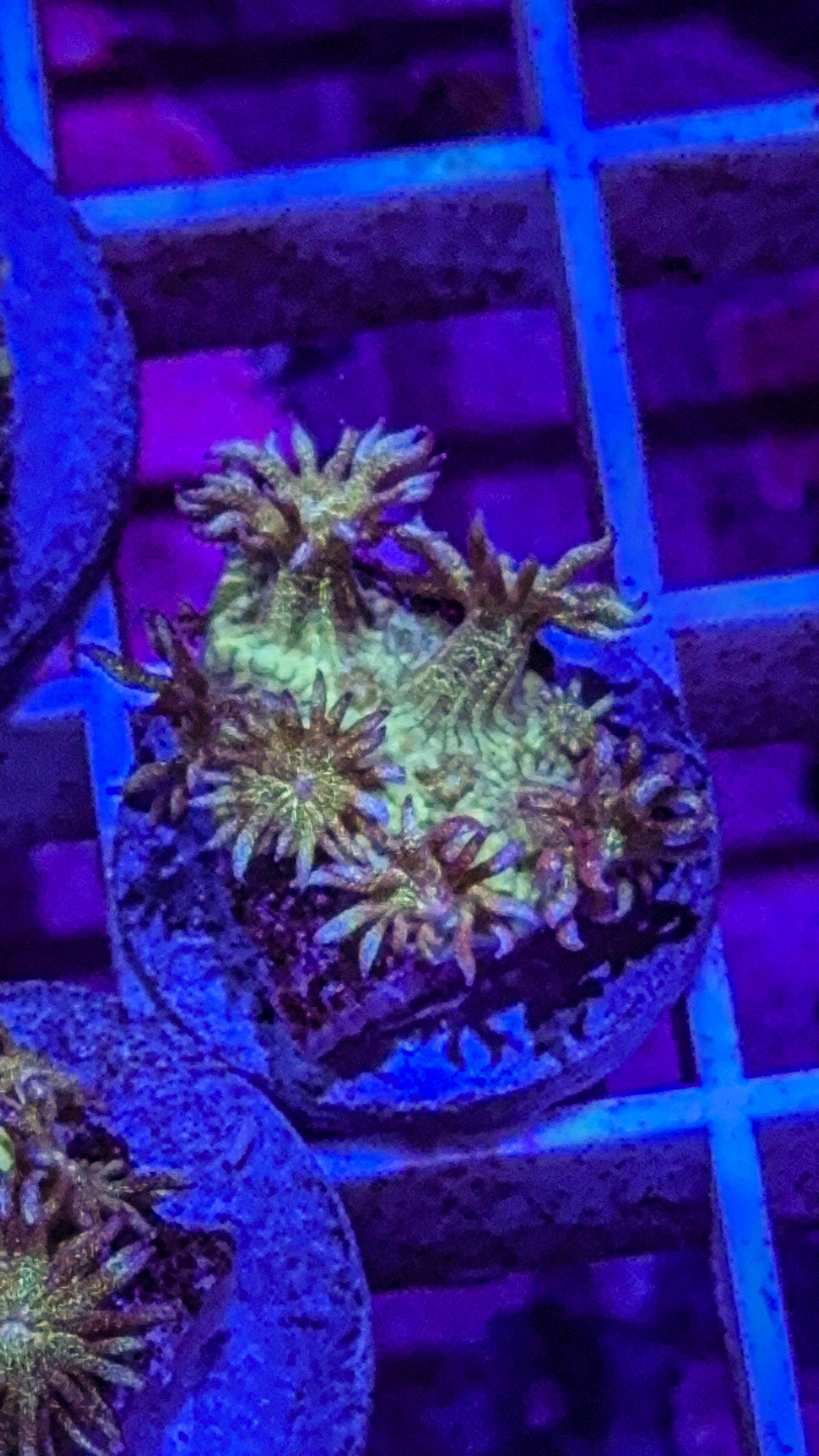 Glitter Goni (WYSIWYG)