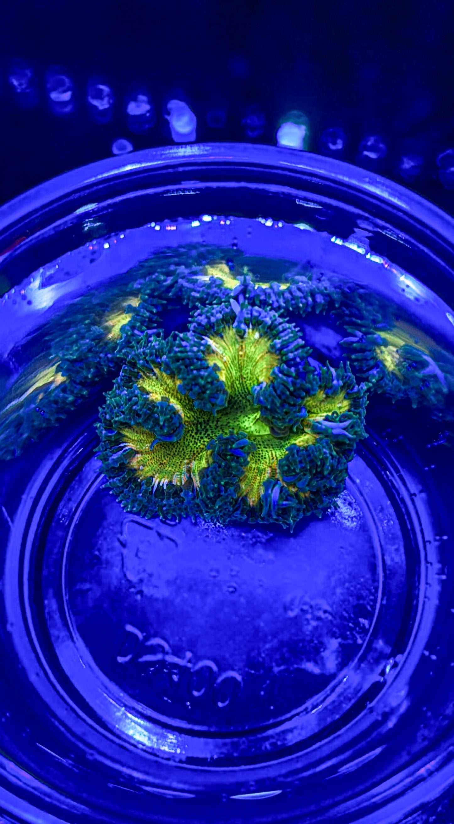 Ultra Rock Flower Anemone (WYSIWYG)