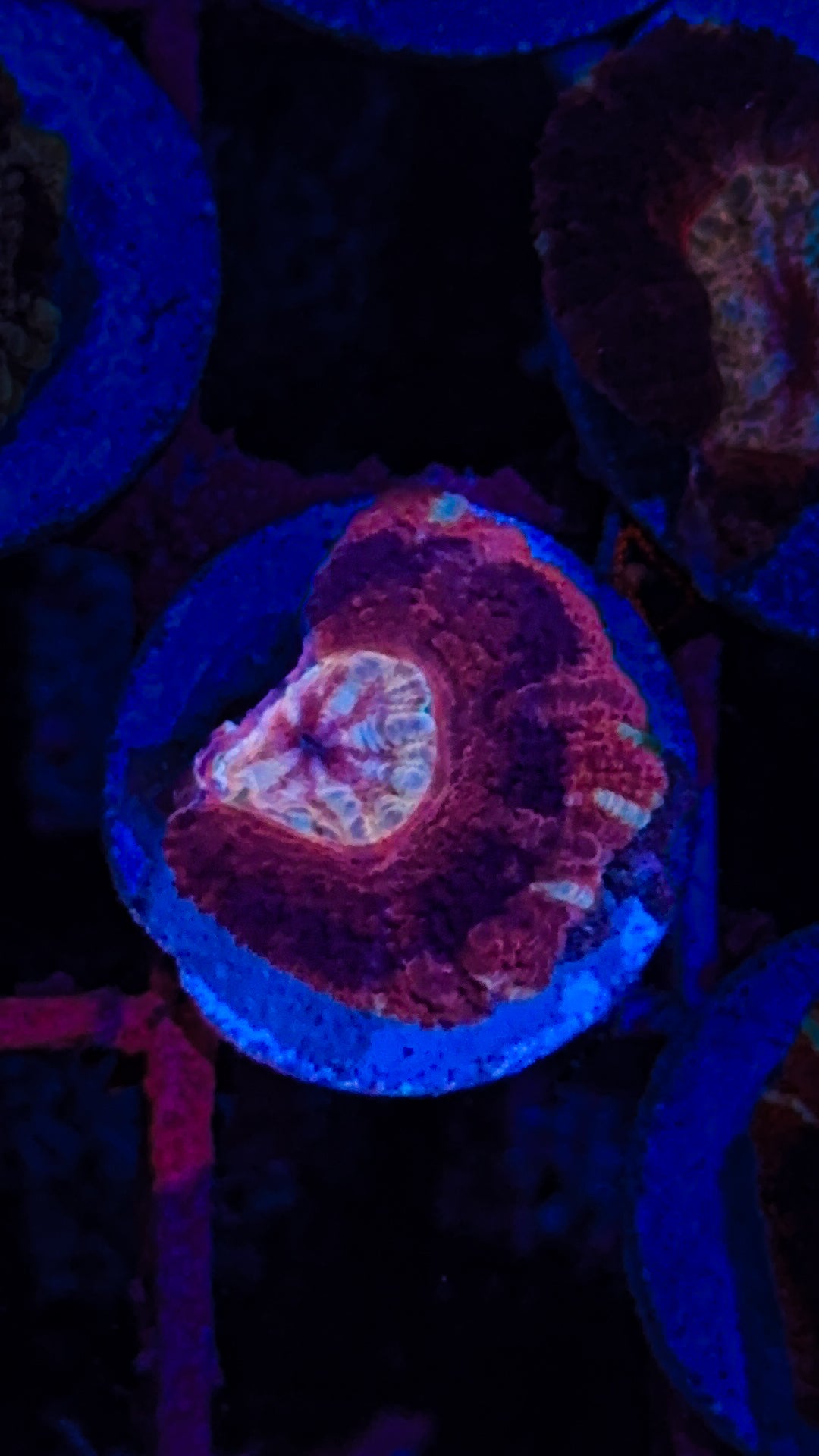 Asian Acan #1 (WYSIWYG)