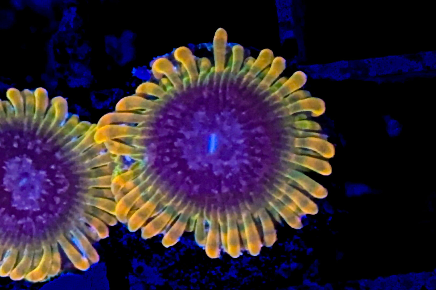 Acid Reflux Zoanthids