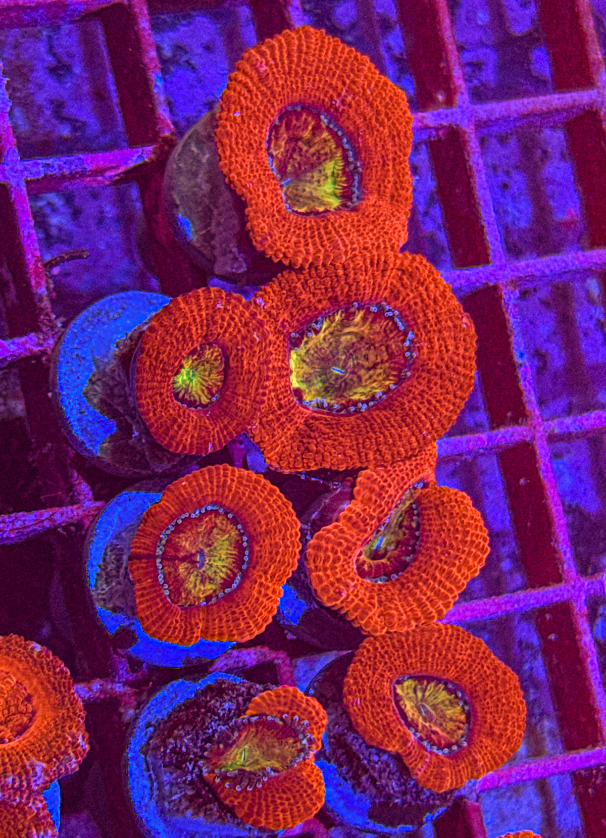 Bloodshot Acan (WYSIWYG)
