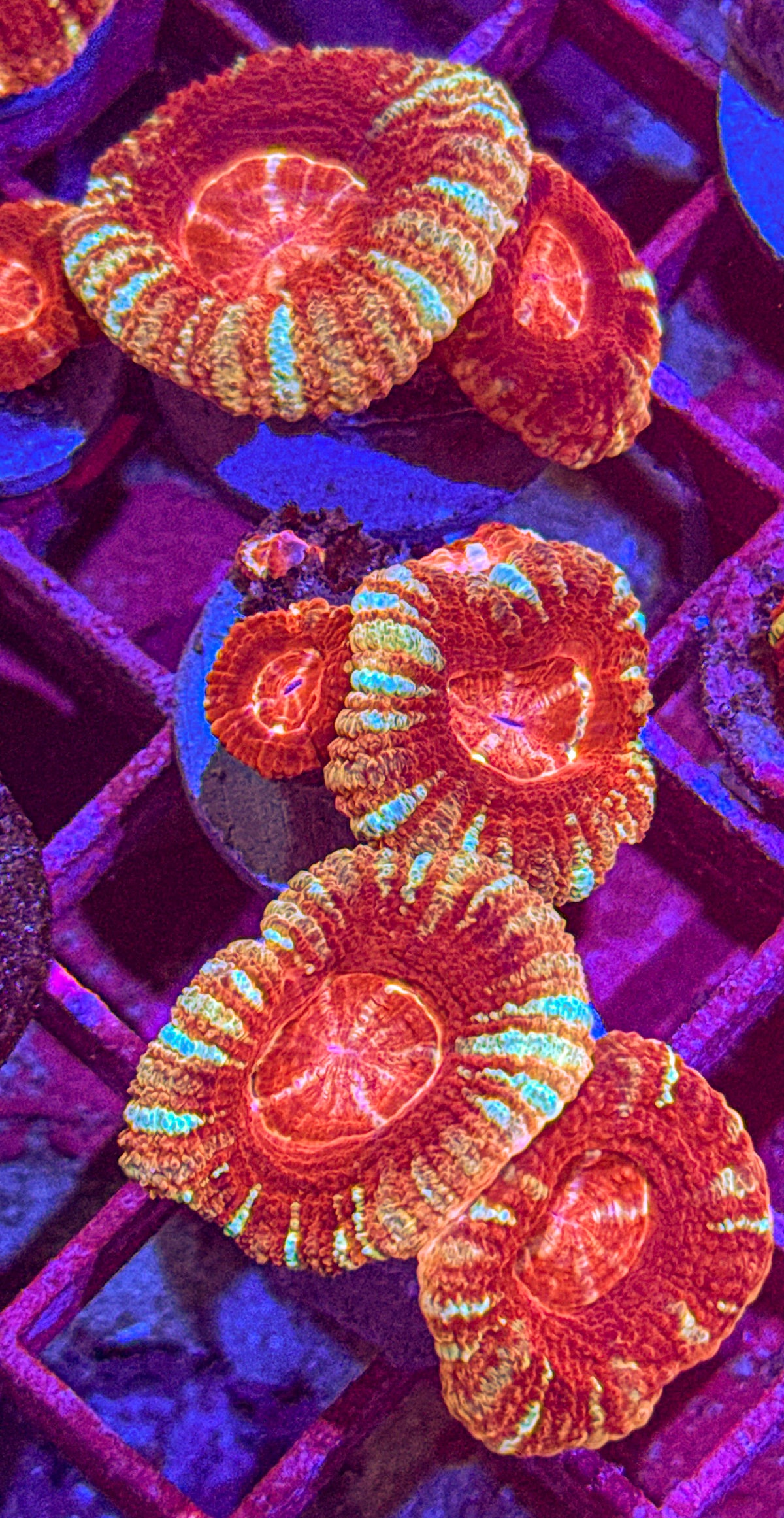 Rainbow Asian Acan (WYSIWYG)