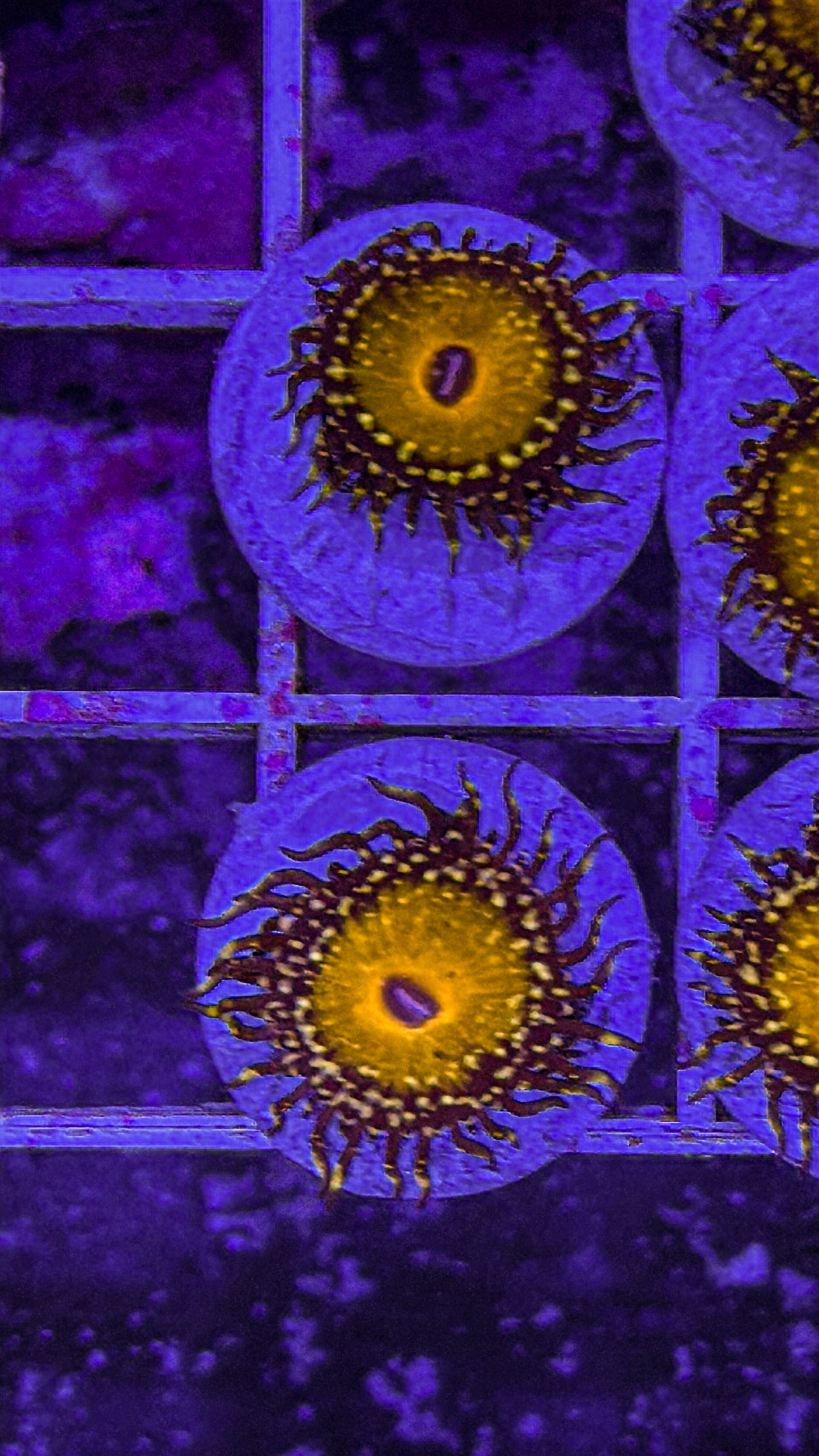 God Beast Zoas (WYSIWYG)