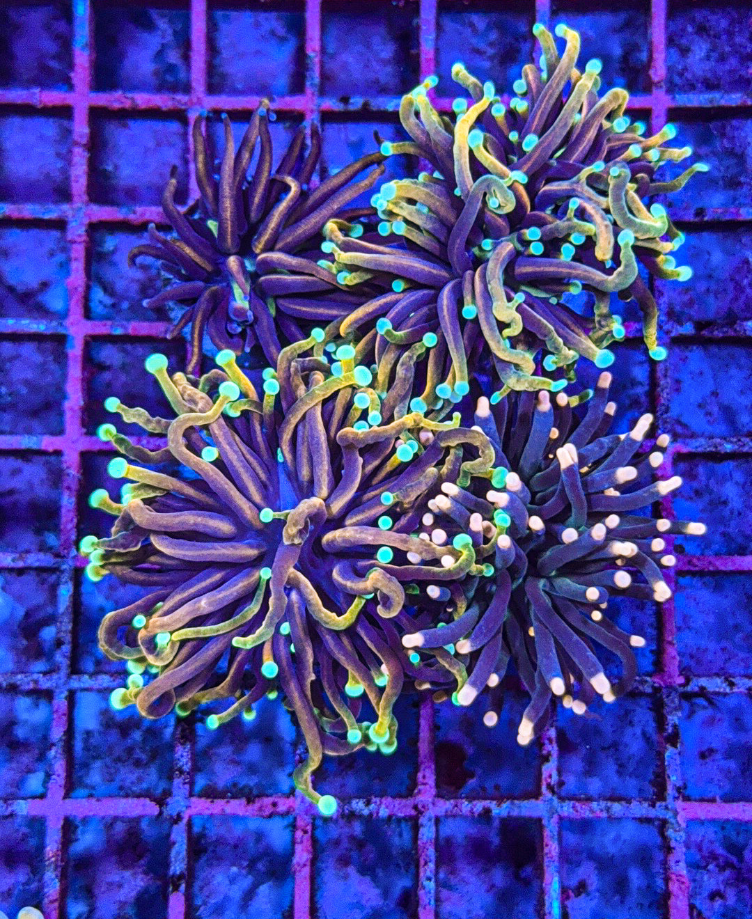 Torch Pack (WYSIWYG)