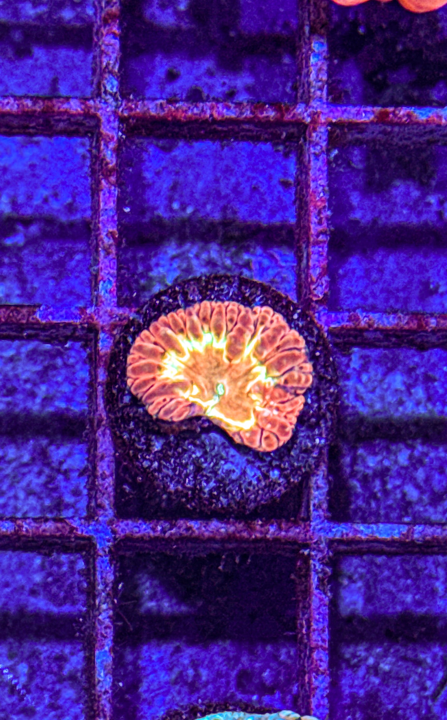 Yellow Ring Blasto (WYSIWYG)