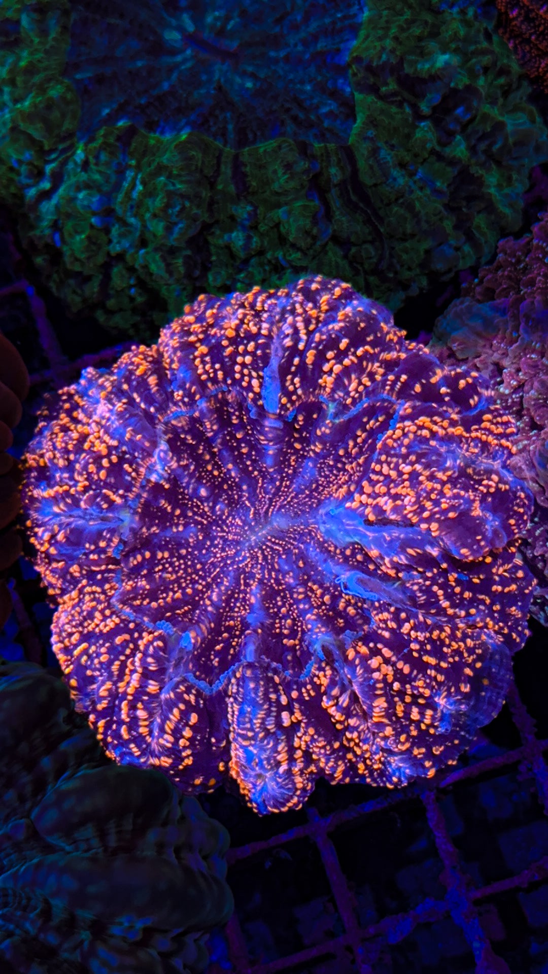 Orange Glitter Acanthophyllia (WYSIWYG)