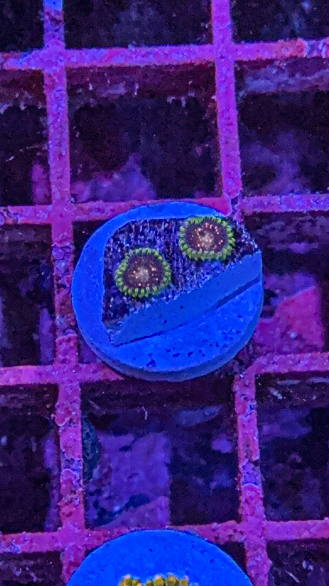 Cosmic Combustion Zoas (WYSIWYG)