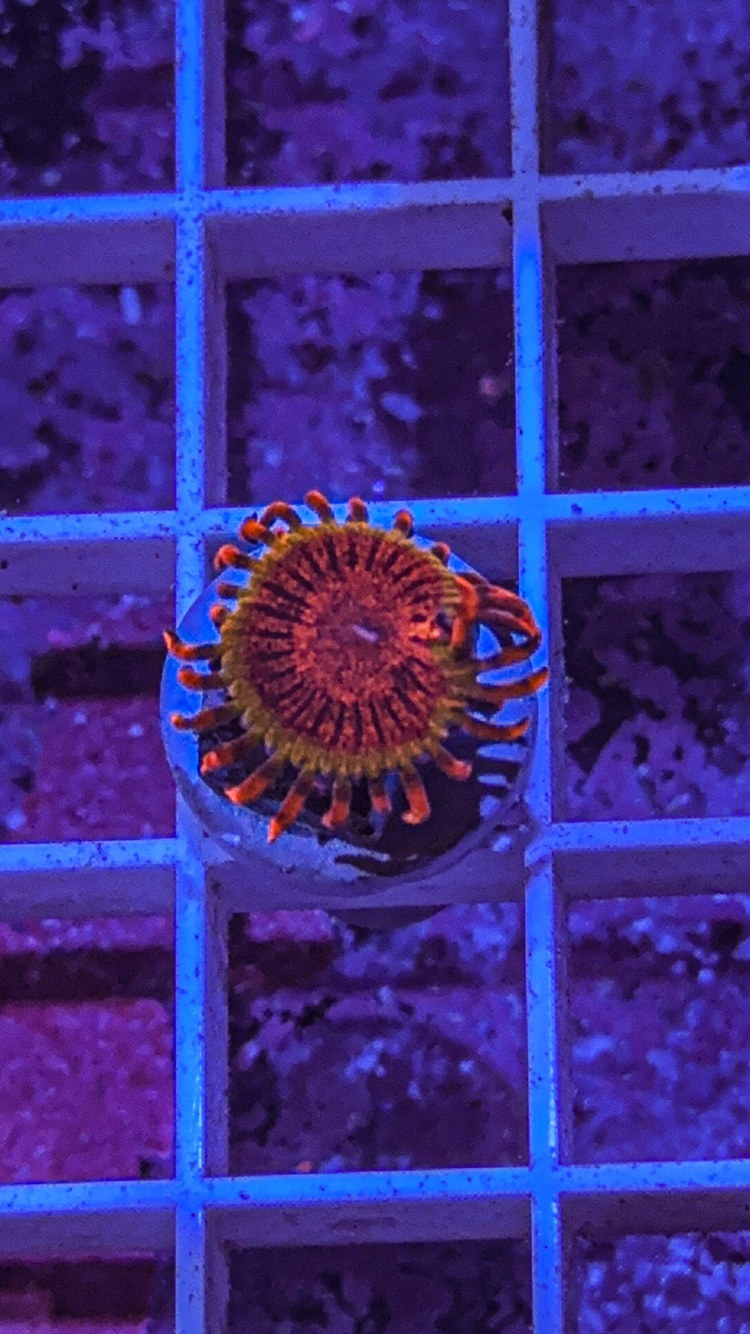 JF Speckled Krak Zoa (WYSIWYG)