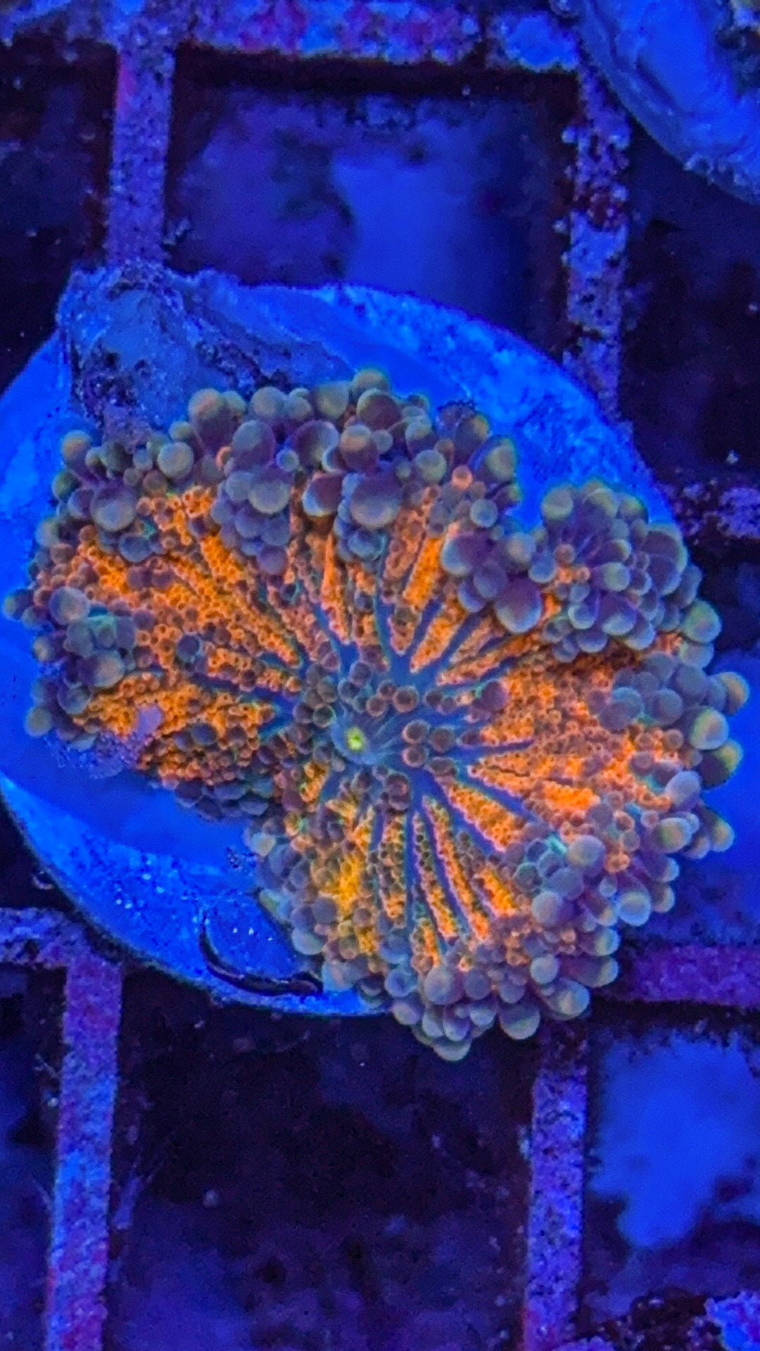 Orange Yuma (WYSIWYG)