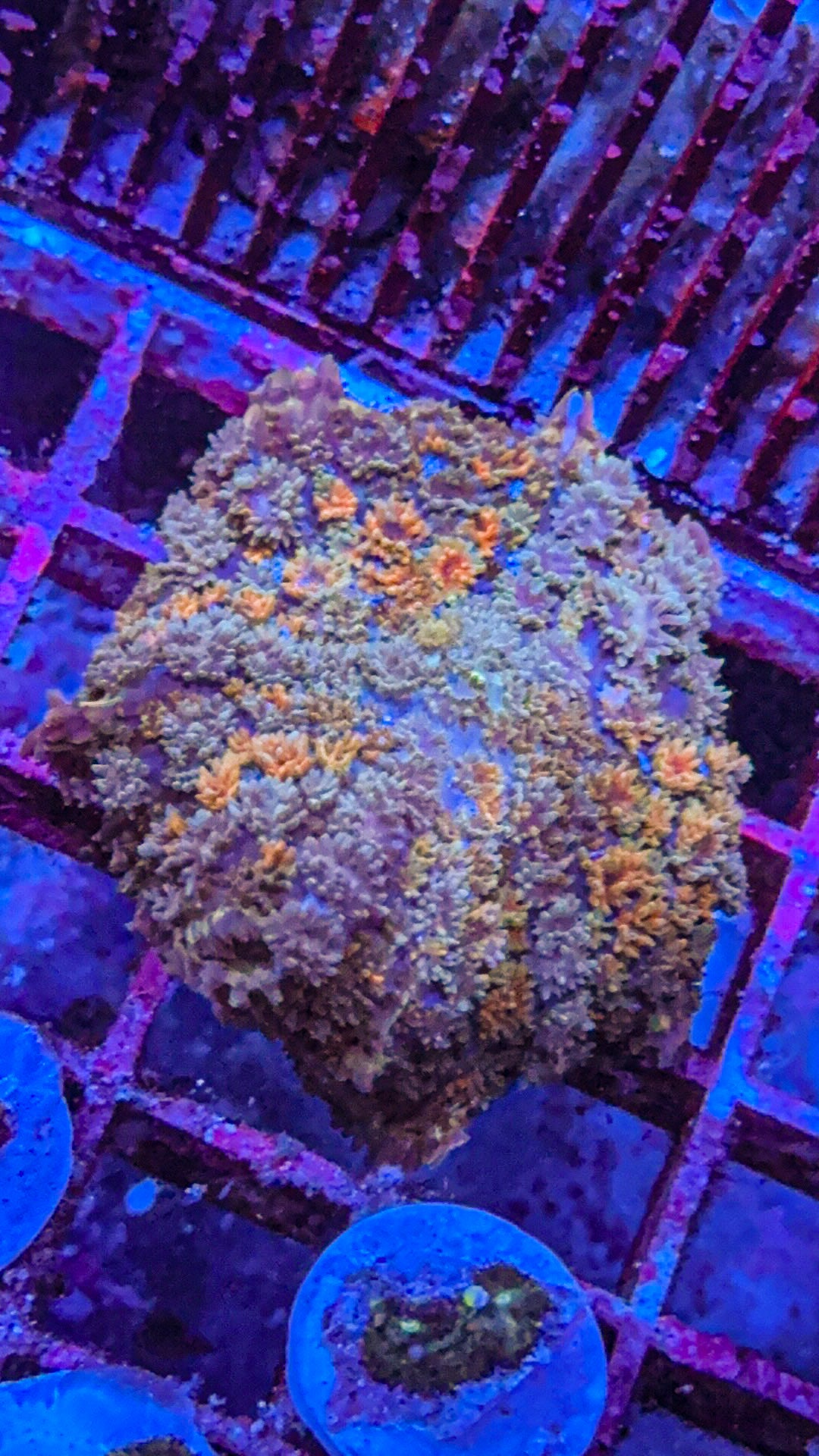 Golden Nugget Pincushion Mushroom (WYSIWYG)