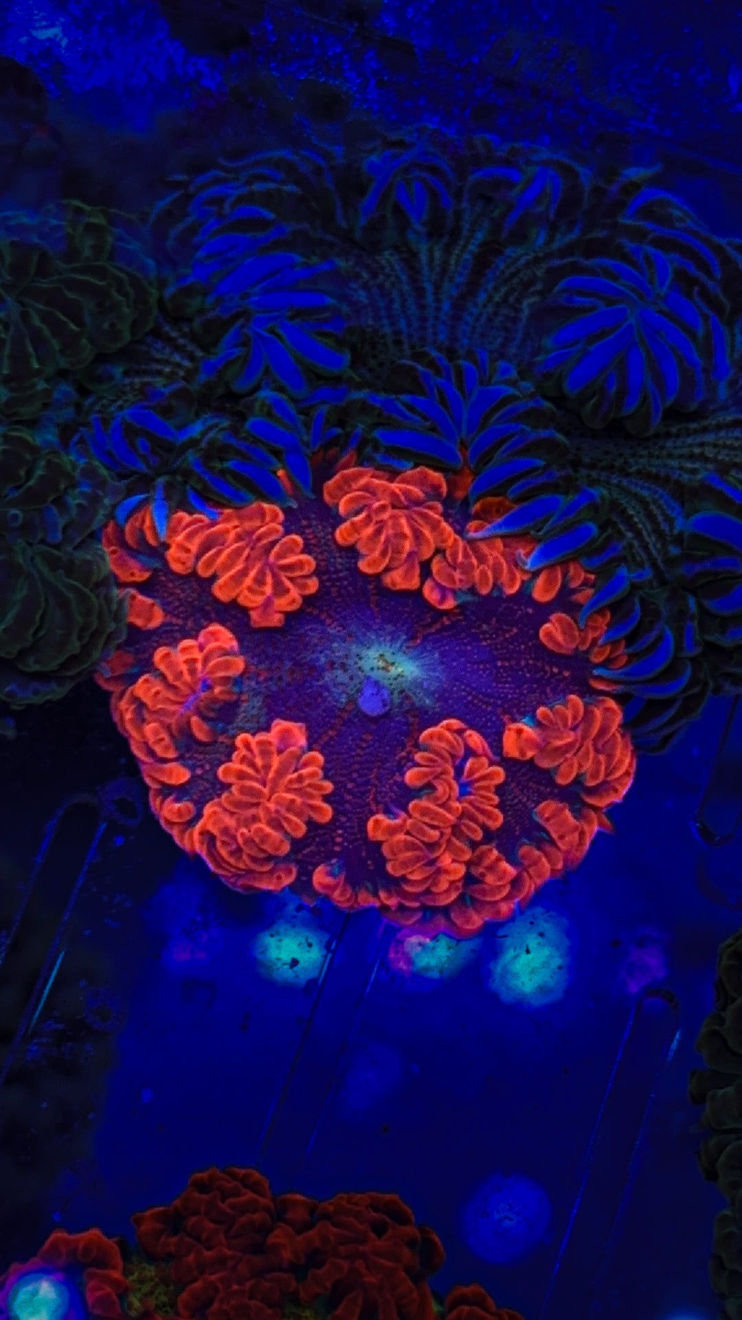 Ultra Rock Flower Anemone (WYSIWYG)