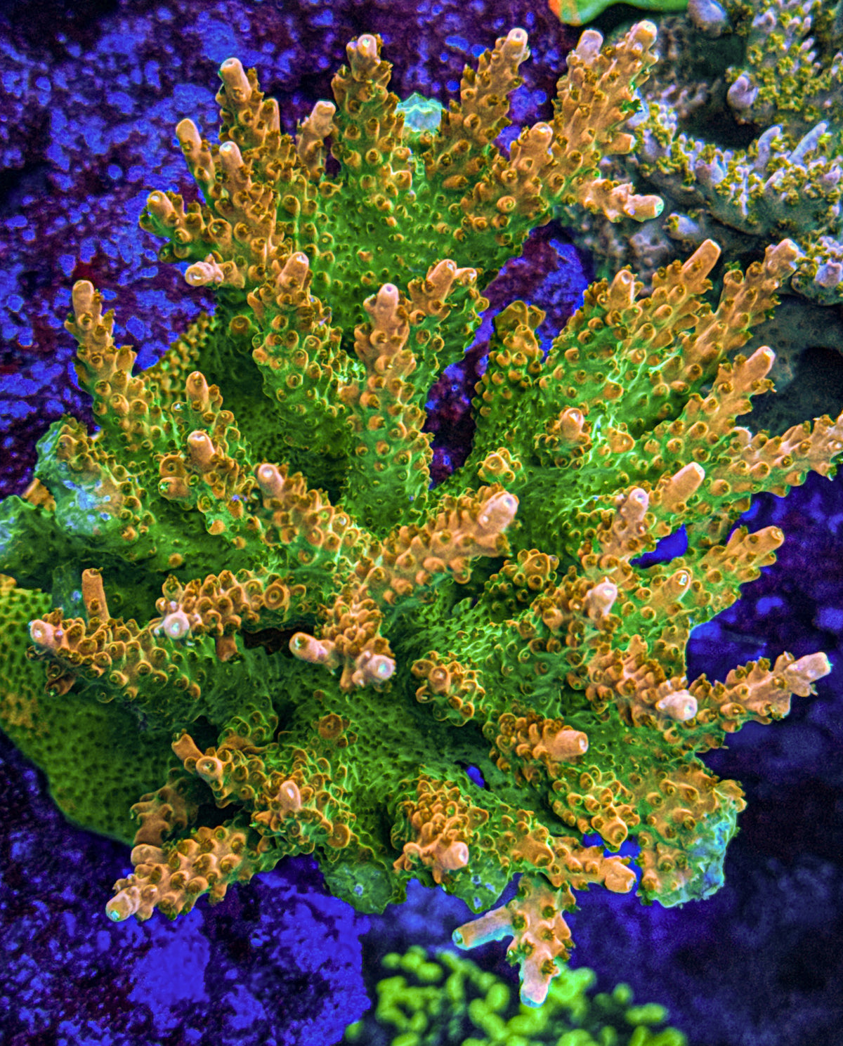 TGC Tropicana Acro (WYSIWYG)