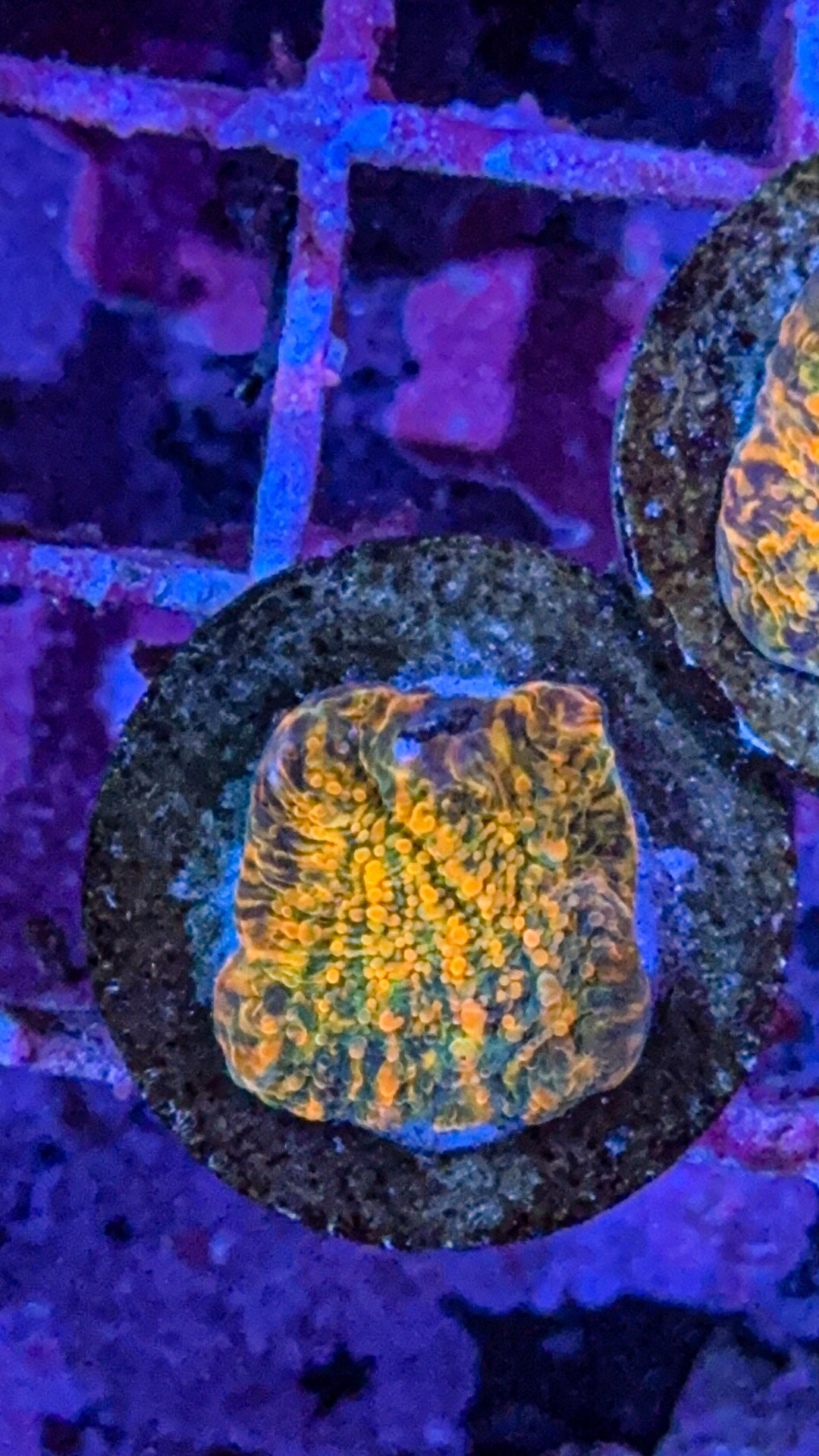 Cloudberry Chalice (WYSIWYG)