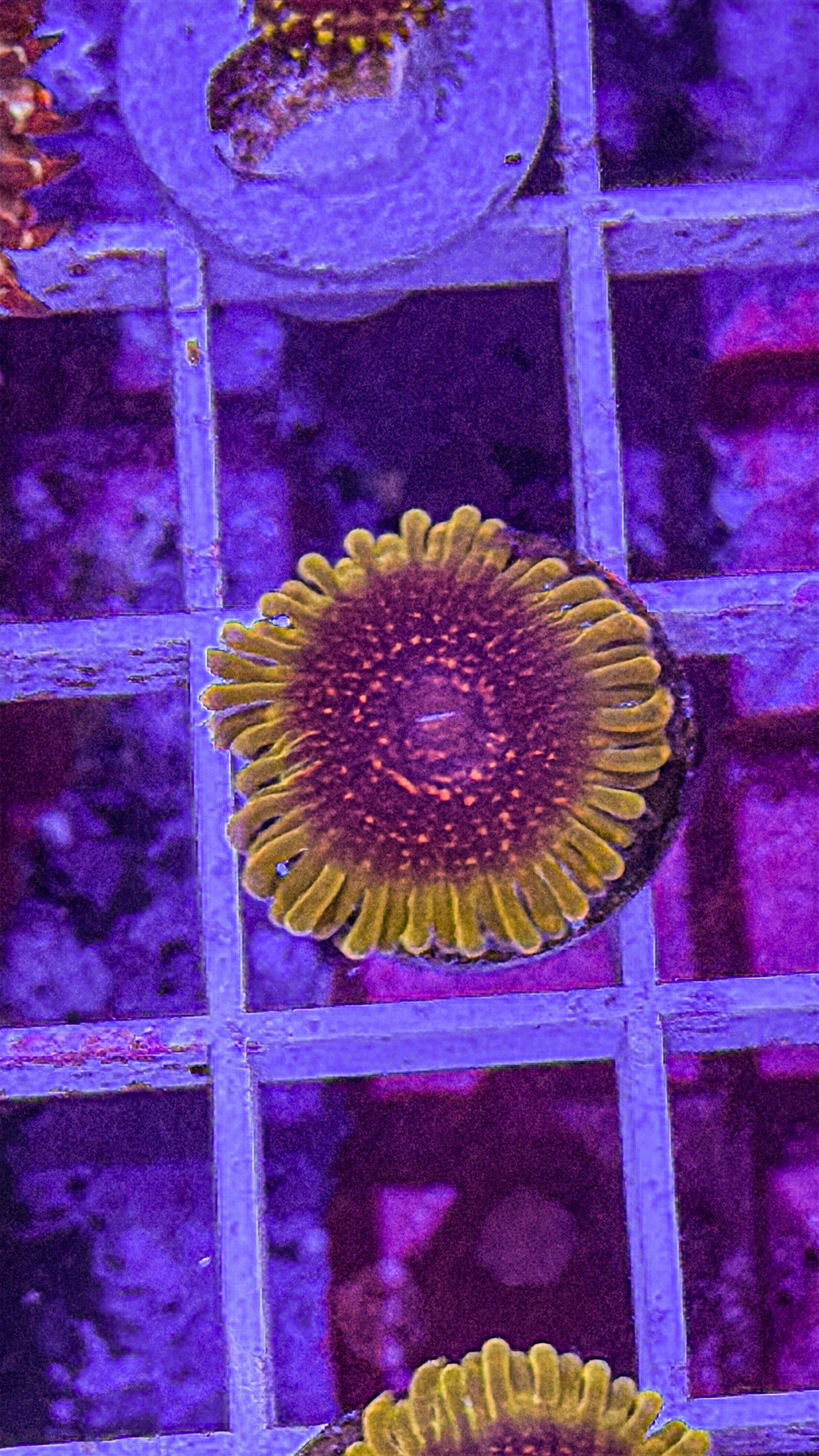 Predator Zoa (WYSIWYG)