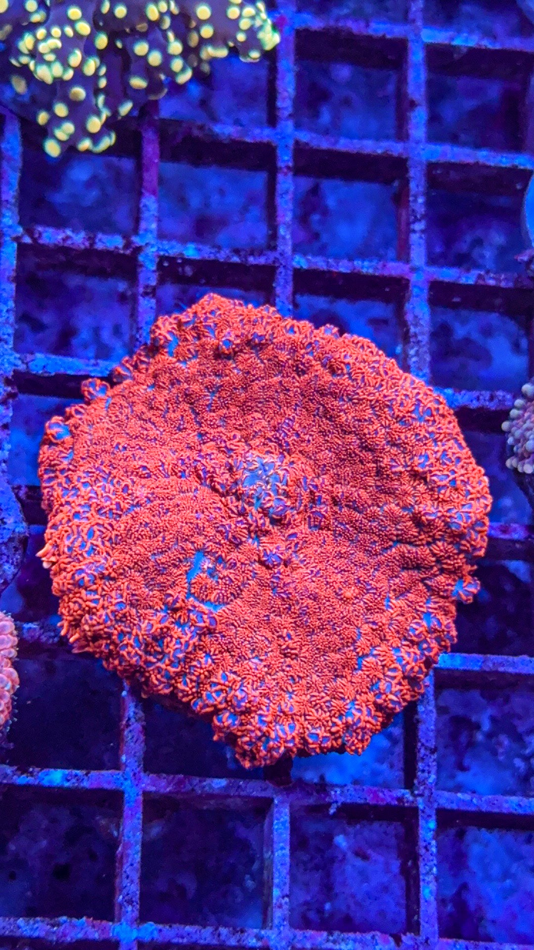 Raunchy Red Mushroom (WYSIWYG)