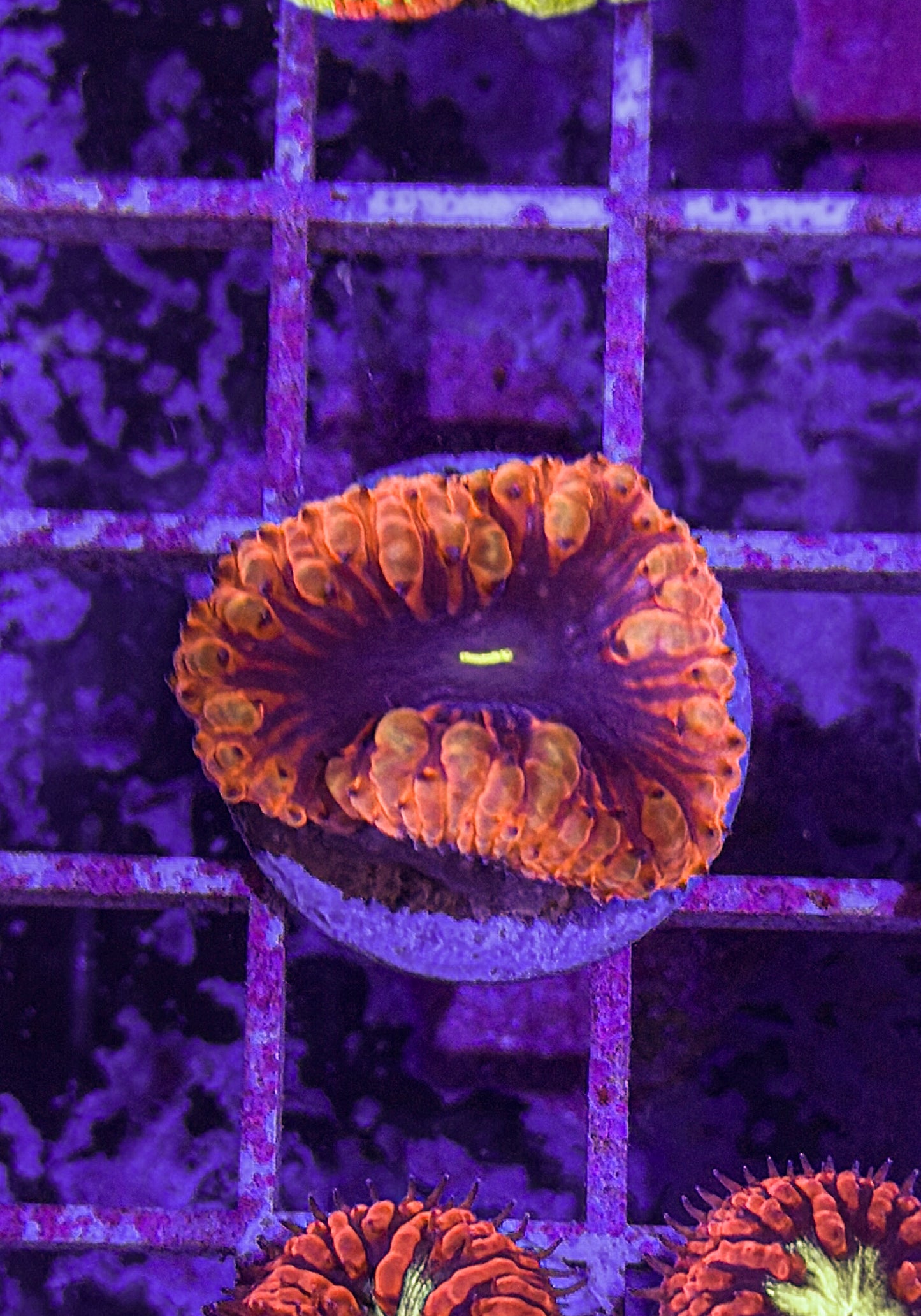 Black Hole Blasto (WYSIWYG)