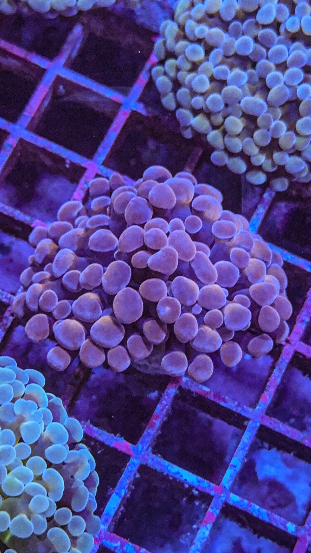 Pink Hologram Hammer (WYSIWYG)