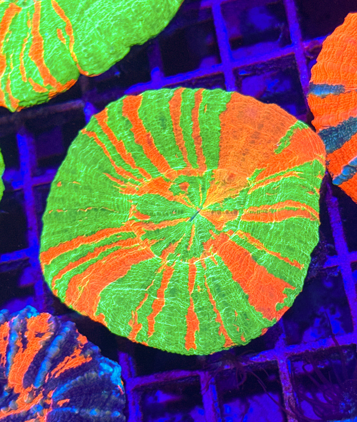 Unique Bleeding Apple Scoly (WYSIWYG)