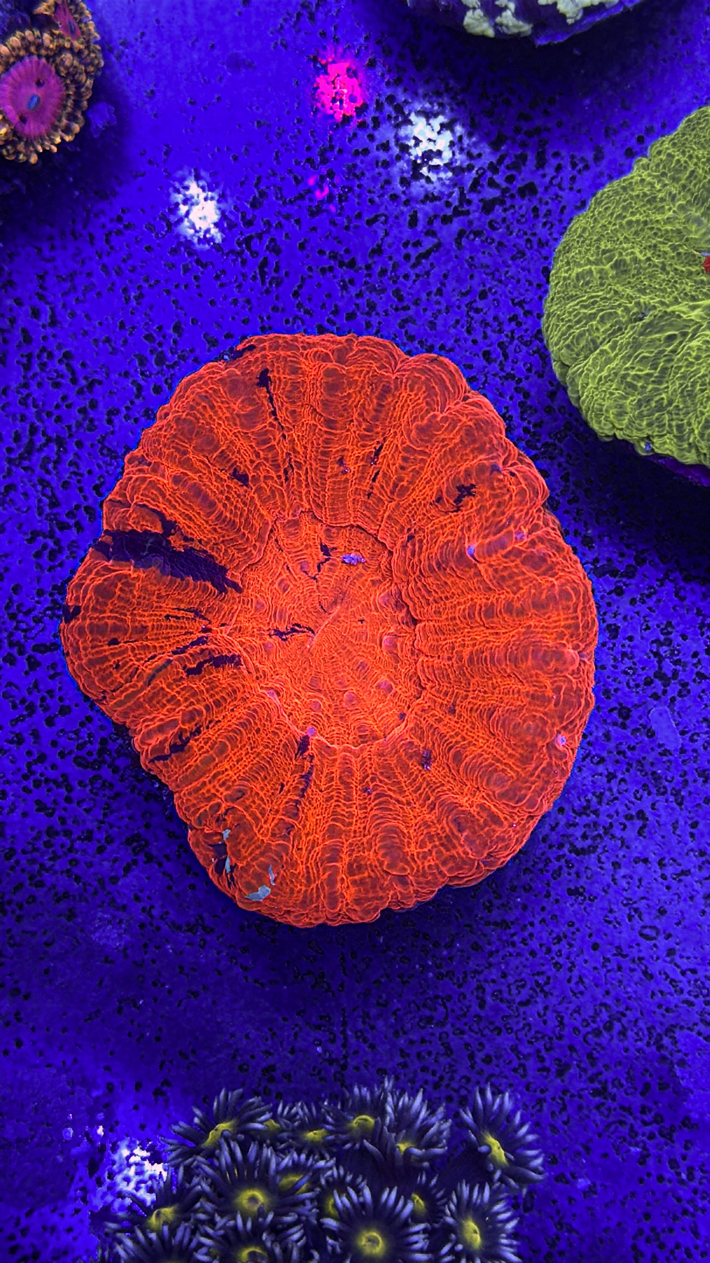 War Paint Scoly (WYSIWYG)