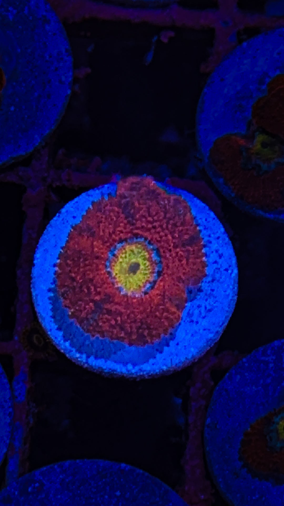 Micro Acan (WYSIWYG)