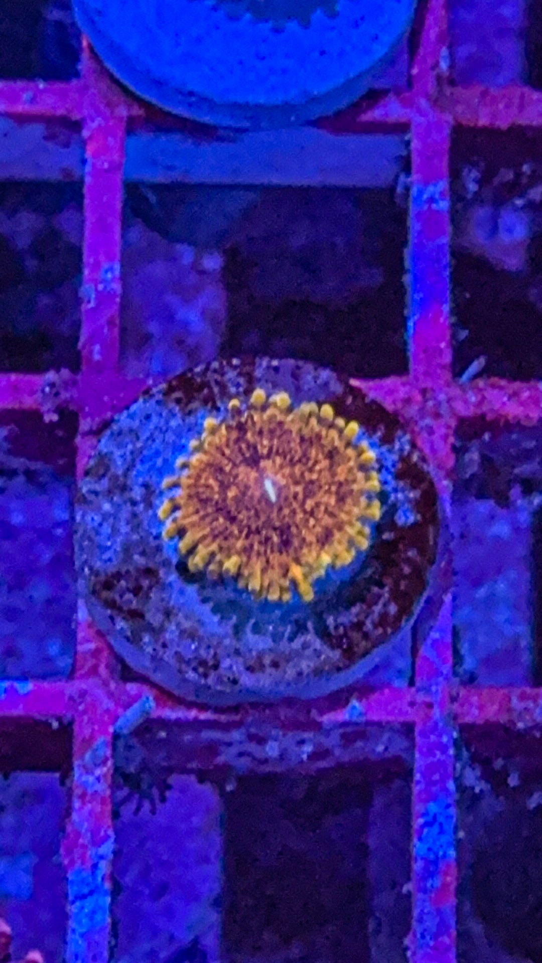 Gold Maul Zoa (WYSIWYG)