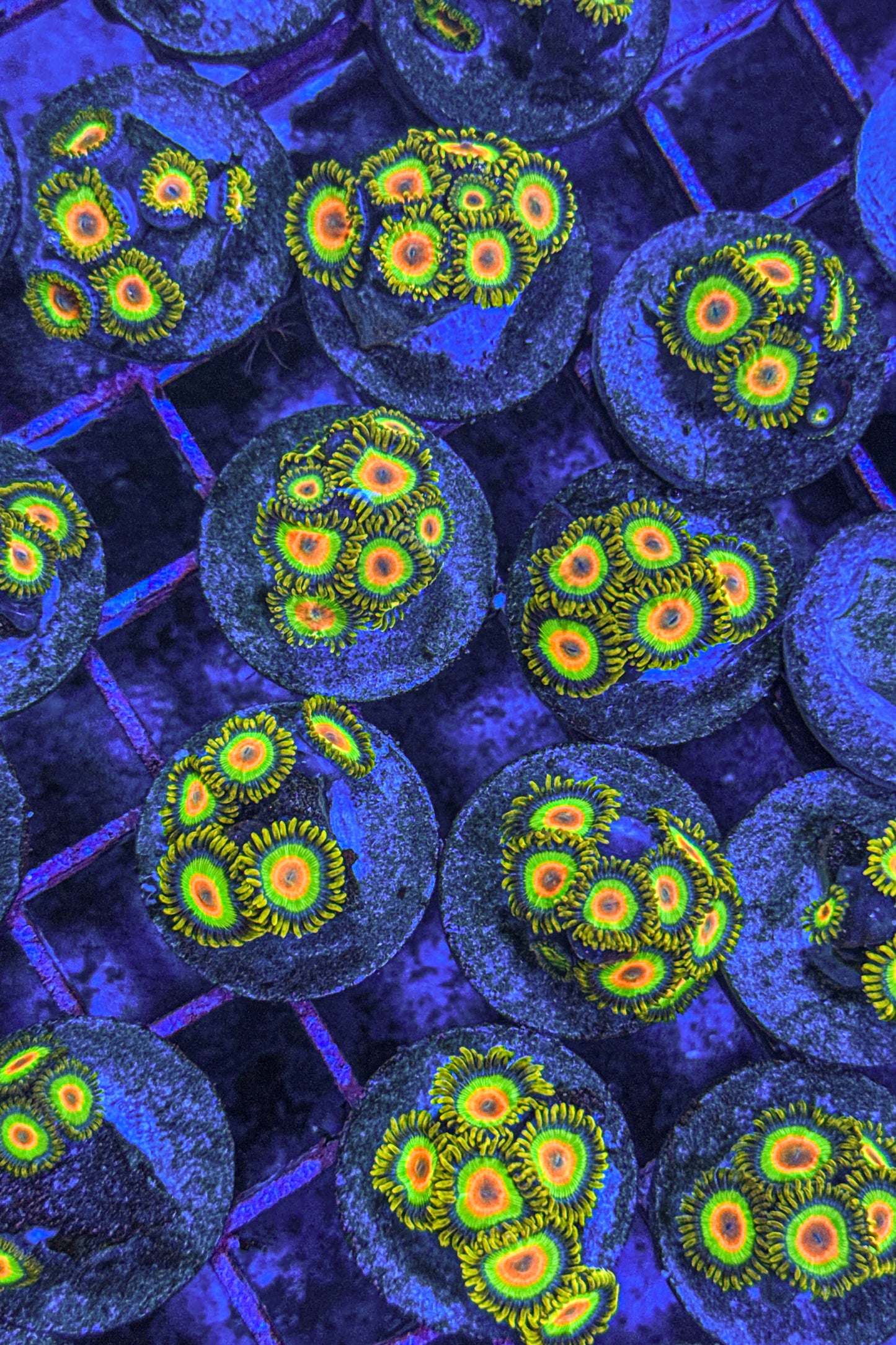 Rasta Zoas (WYSIWYG)