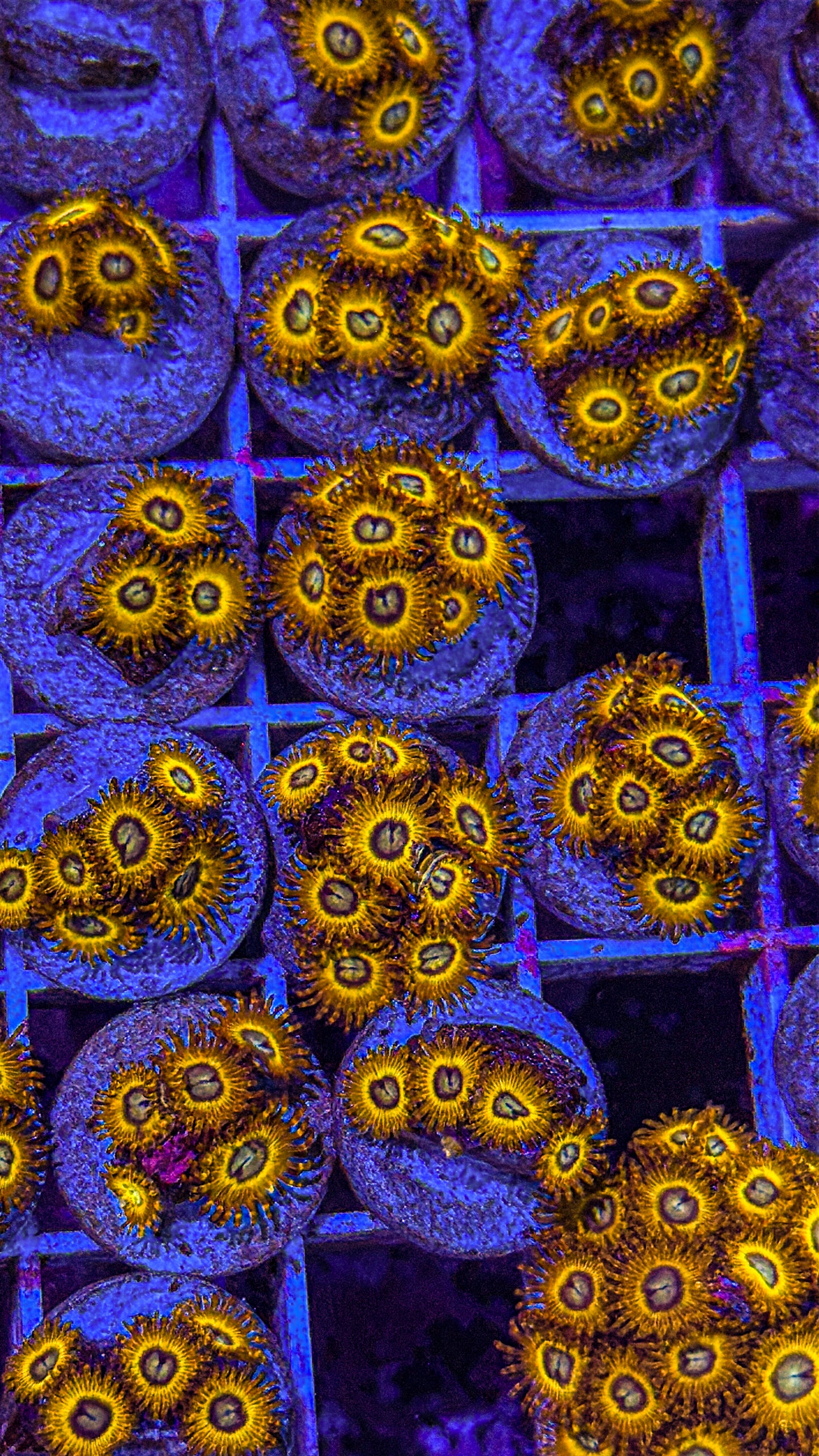 Pikachu Zoas (WYSIWYG)