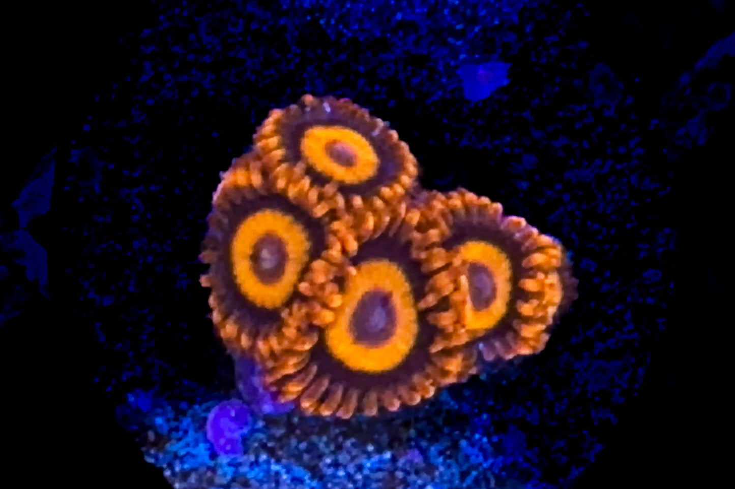 Bam Bam Zoanthids