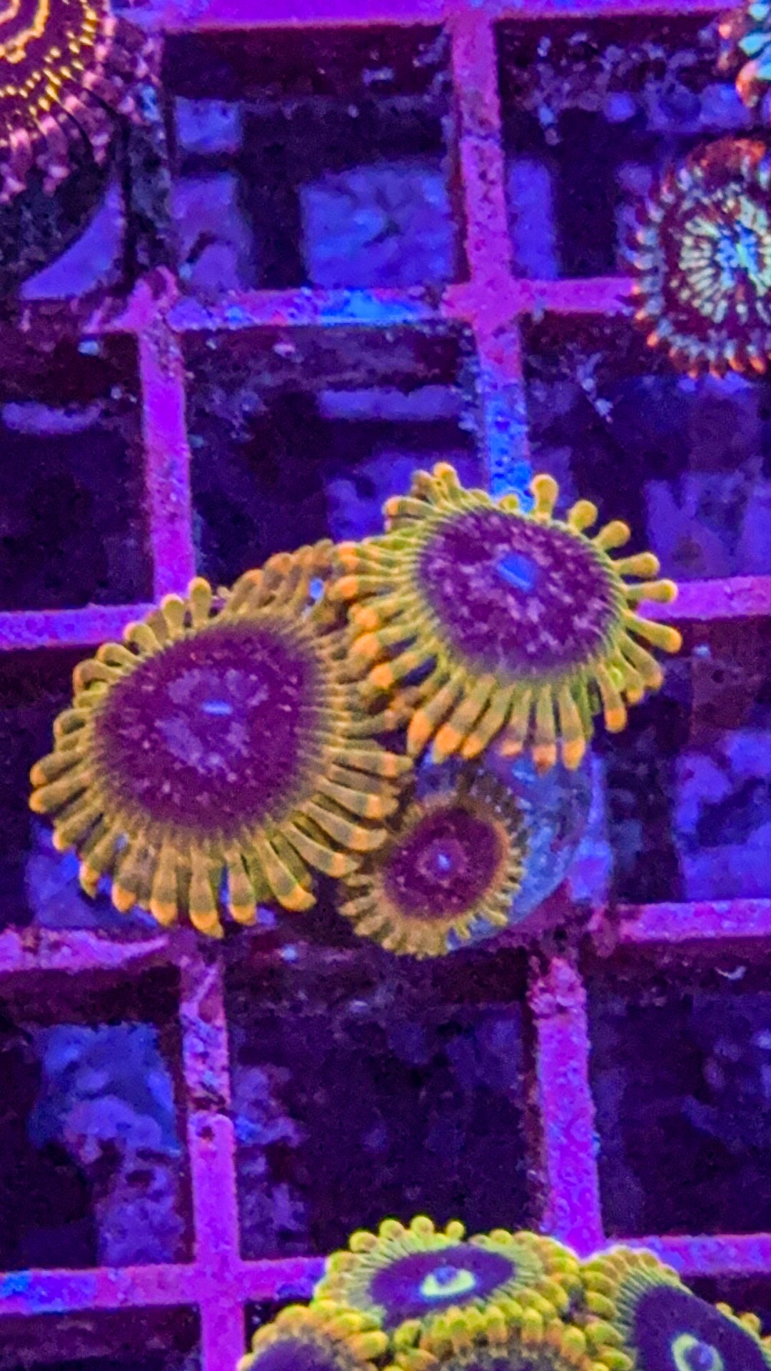 Acid Reflux Zoas (WYSIWYG)