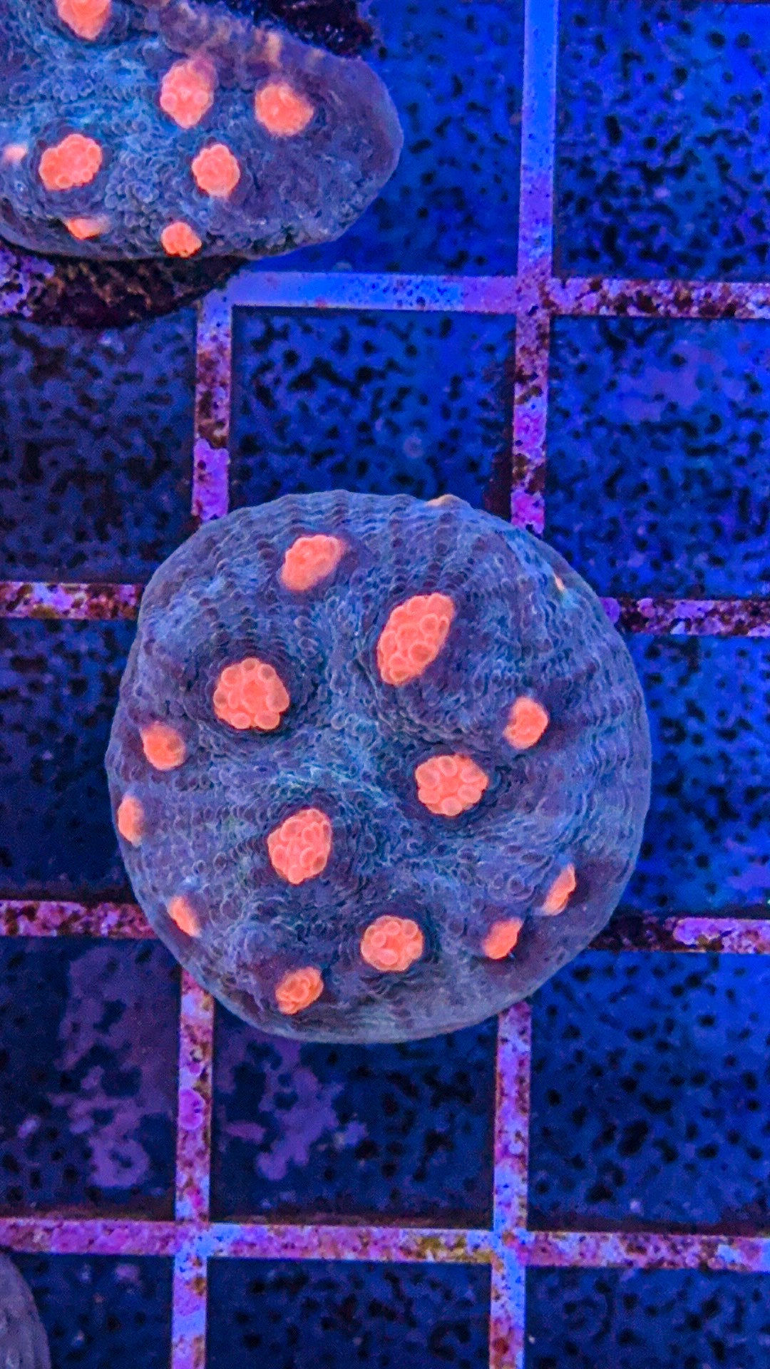 Miami Hurricane Chalice (WYSIWYG)