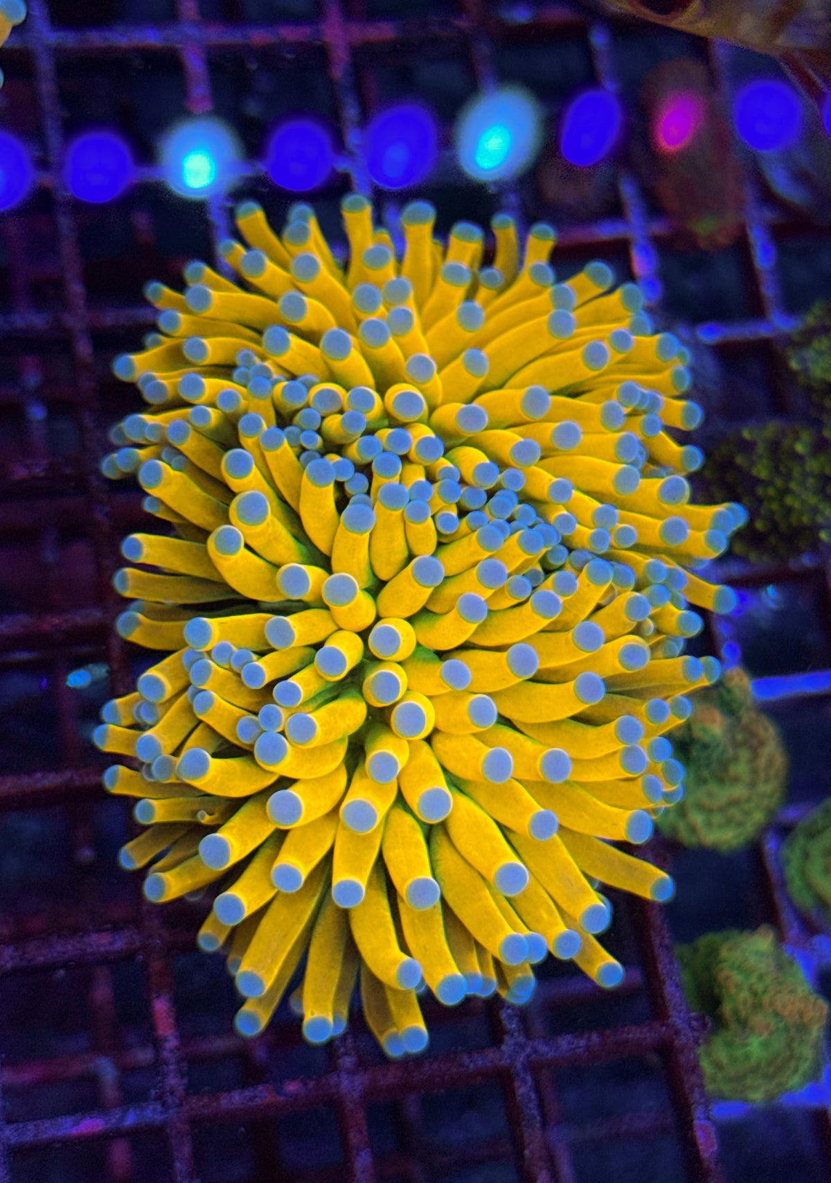 Malaysian Banana Grail Torch (WYSIWYG)