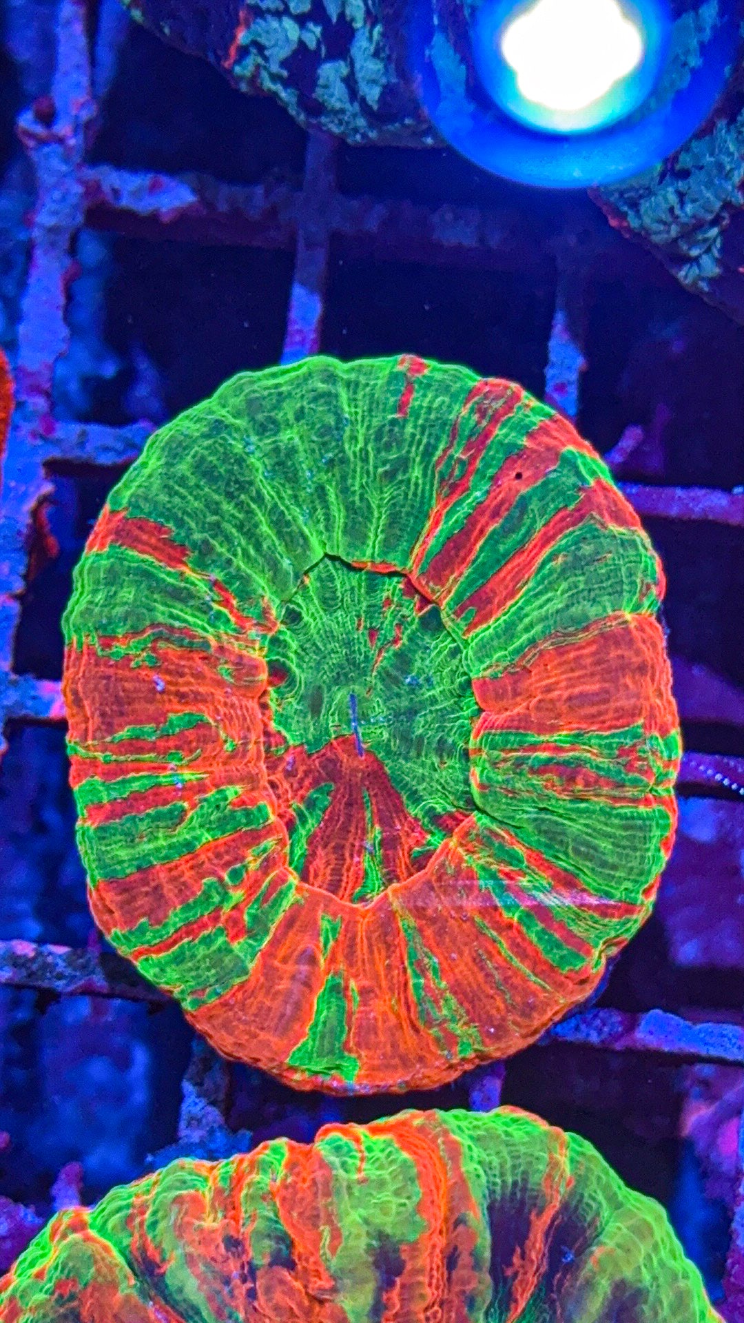 Ultra Bleeding Apple Scoly (WYSIWYG)