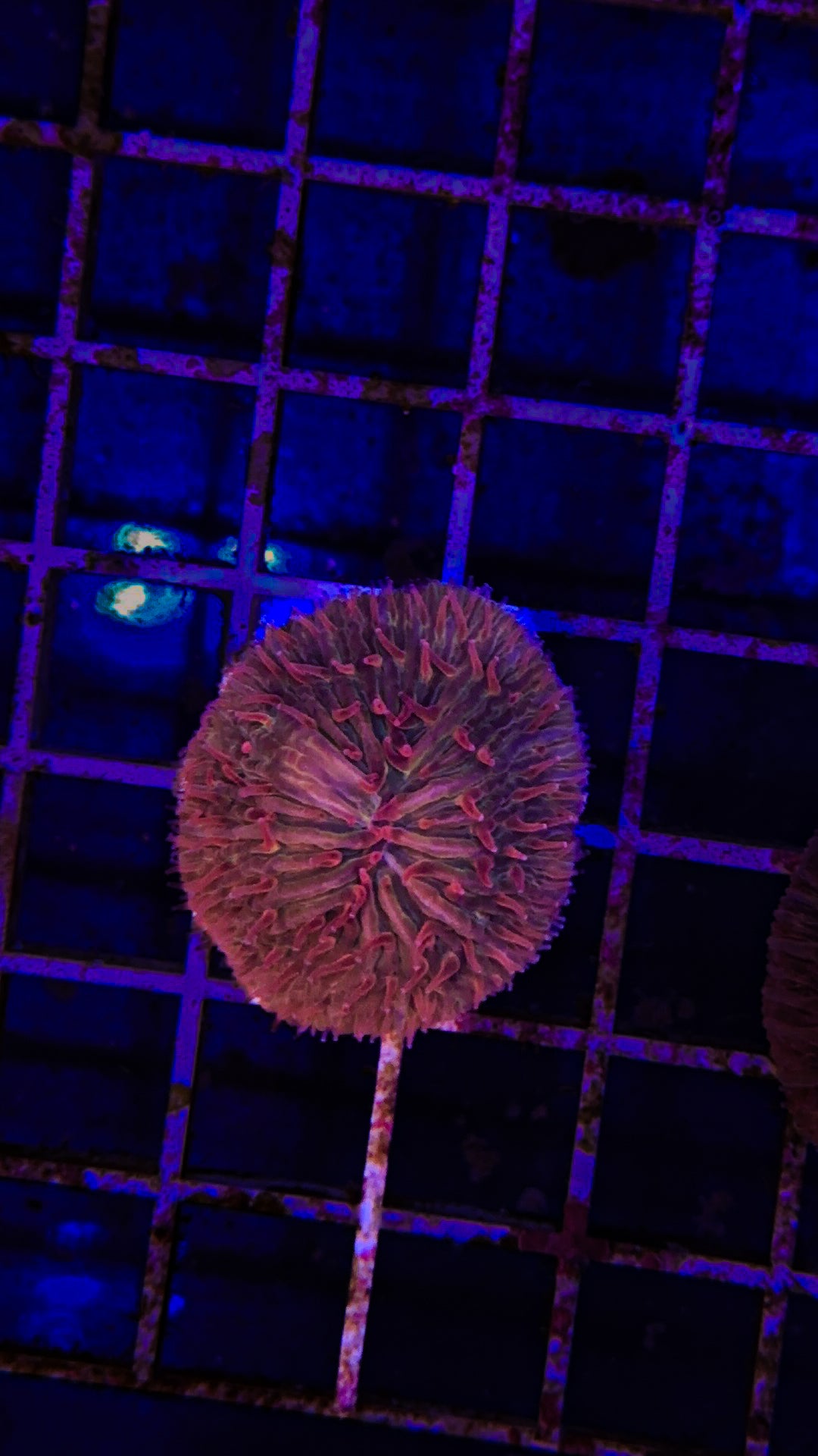 Small Indo Fungia (WYSIWYG)