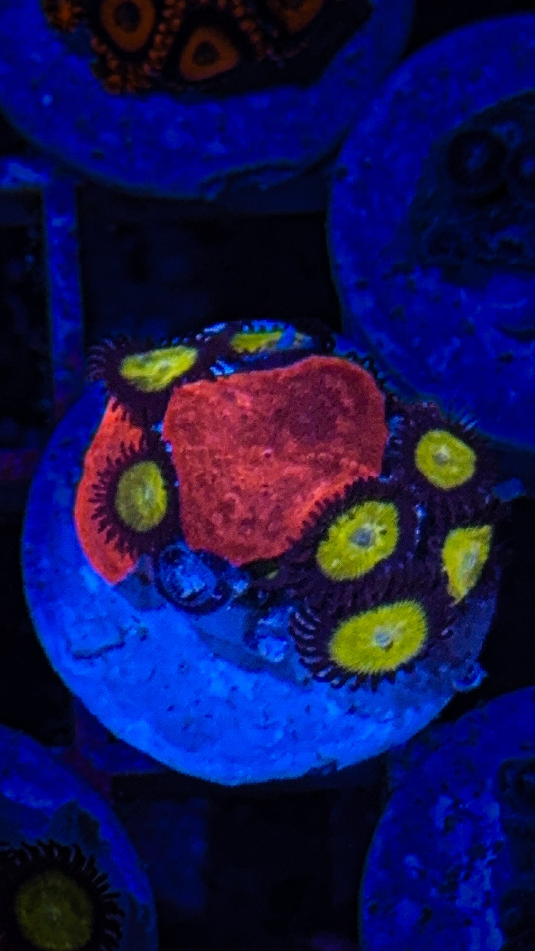 Combo Zoa/Mushroom Frag (WYSIWYG)