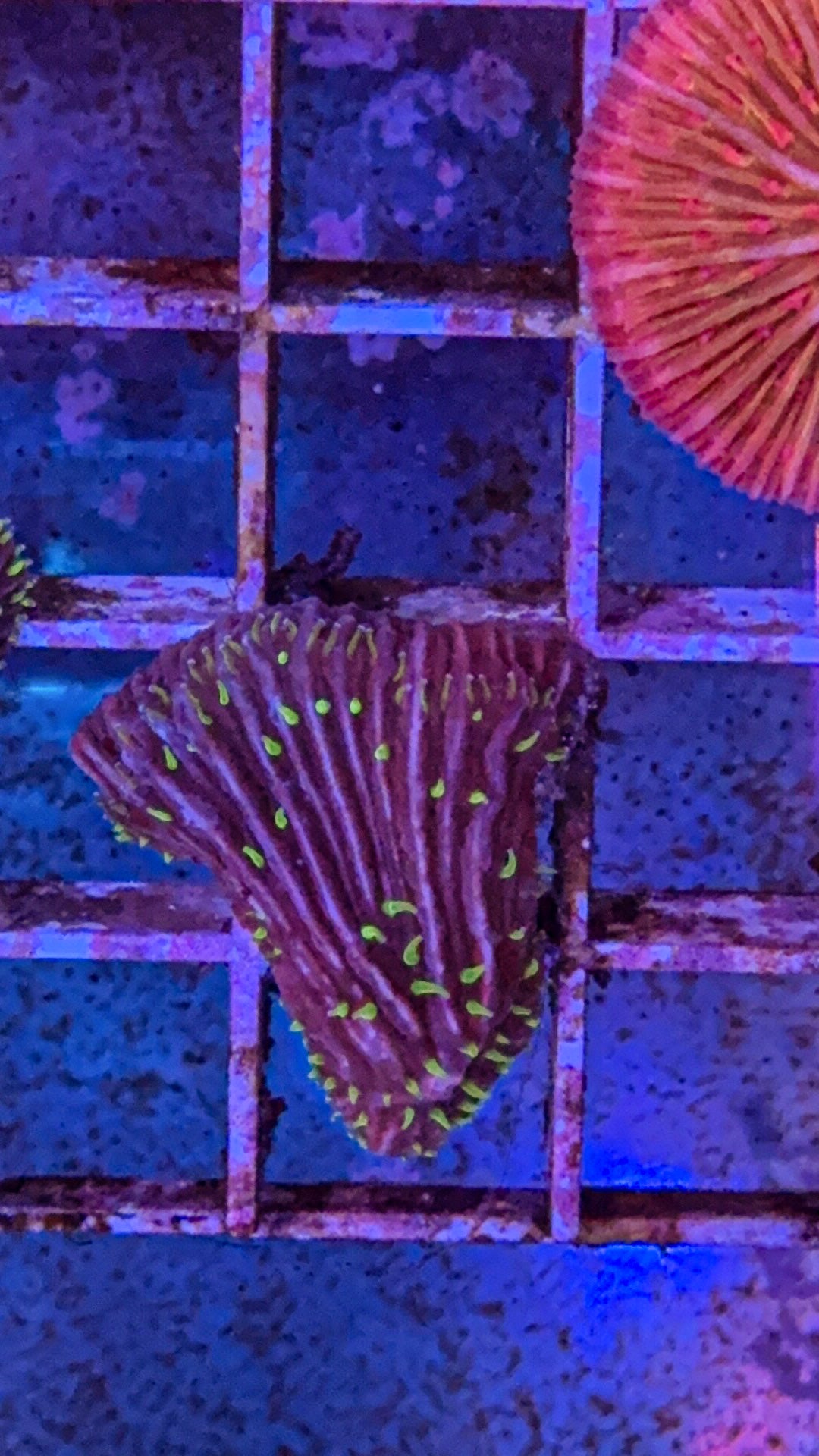 Diaseris Plate Coral Fungia (WYSIWYG)