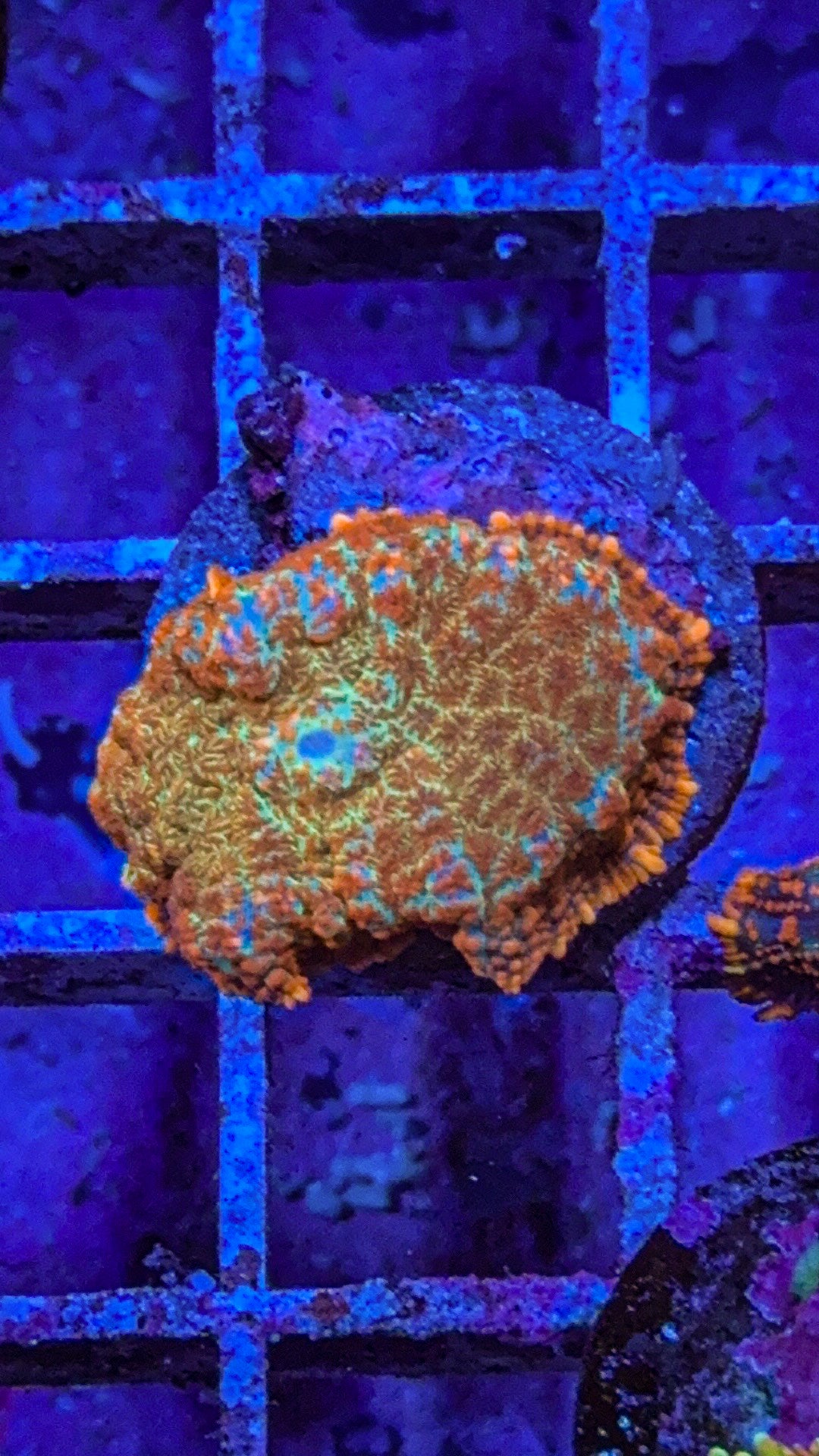 Orange Rhodactis Mushroom (WYSIWYG)