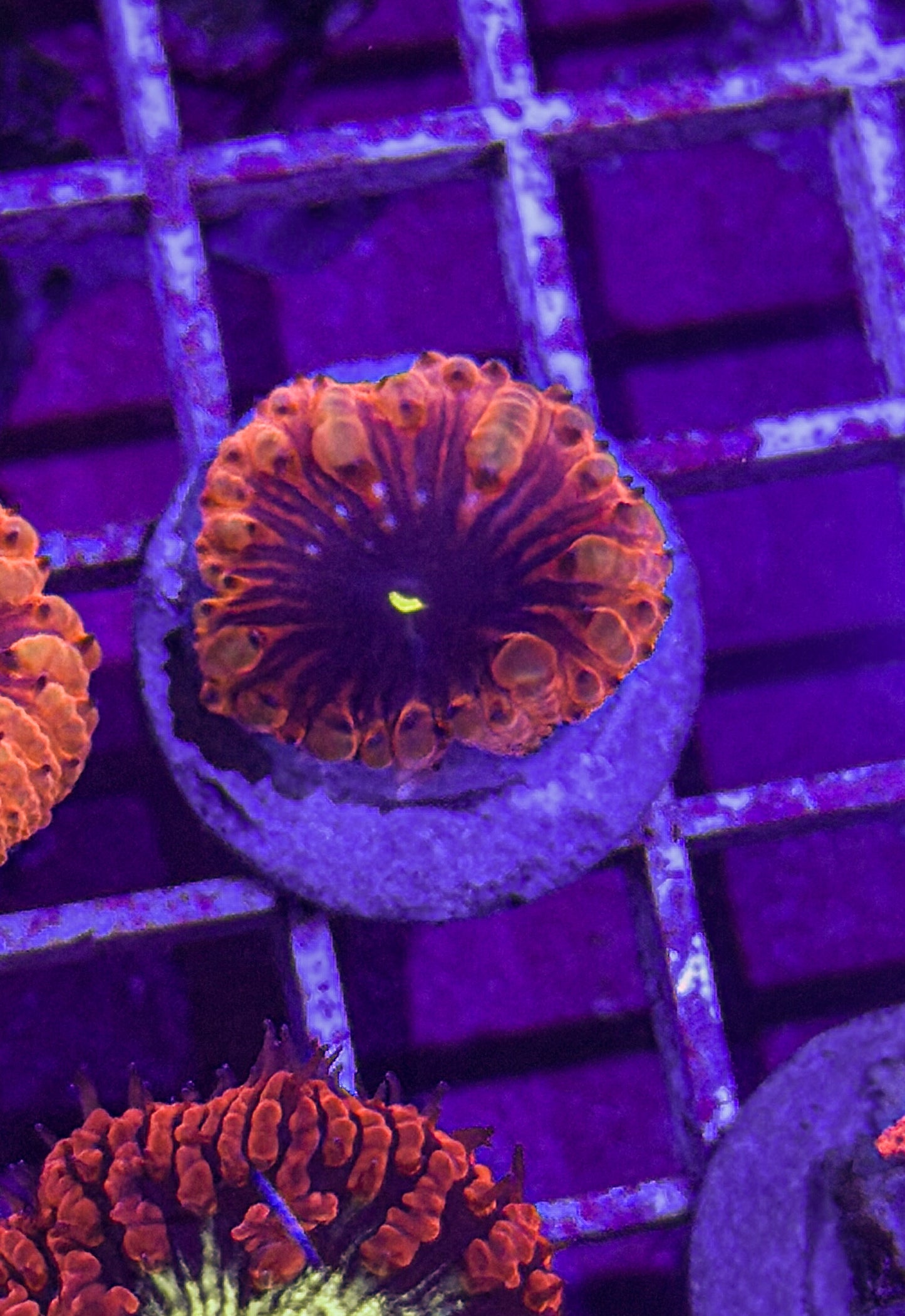Black Hole Blasto (WYSIWYG)