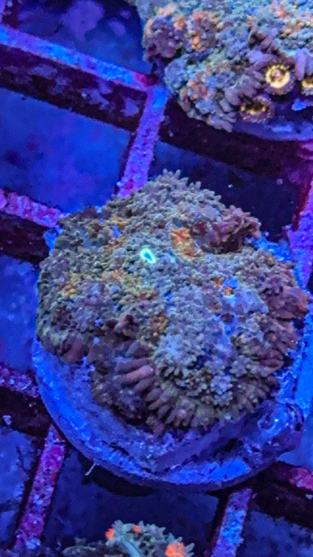 Golden Nugget Pincushion Mushroom (WYSIWYG)