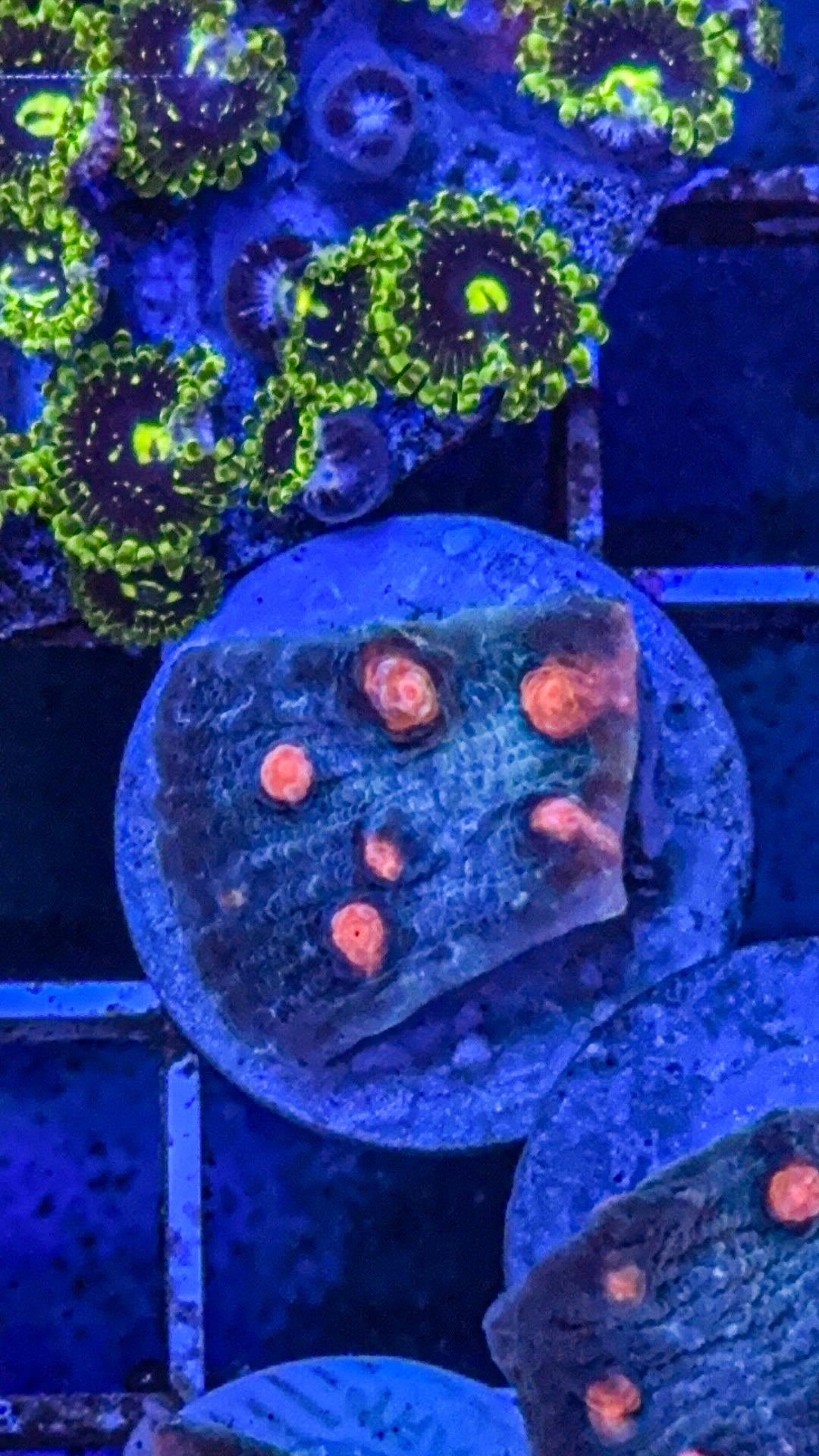 Moon Rocks Chalice (WYSIWYG)